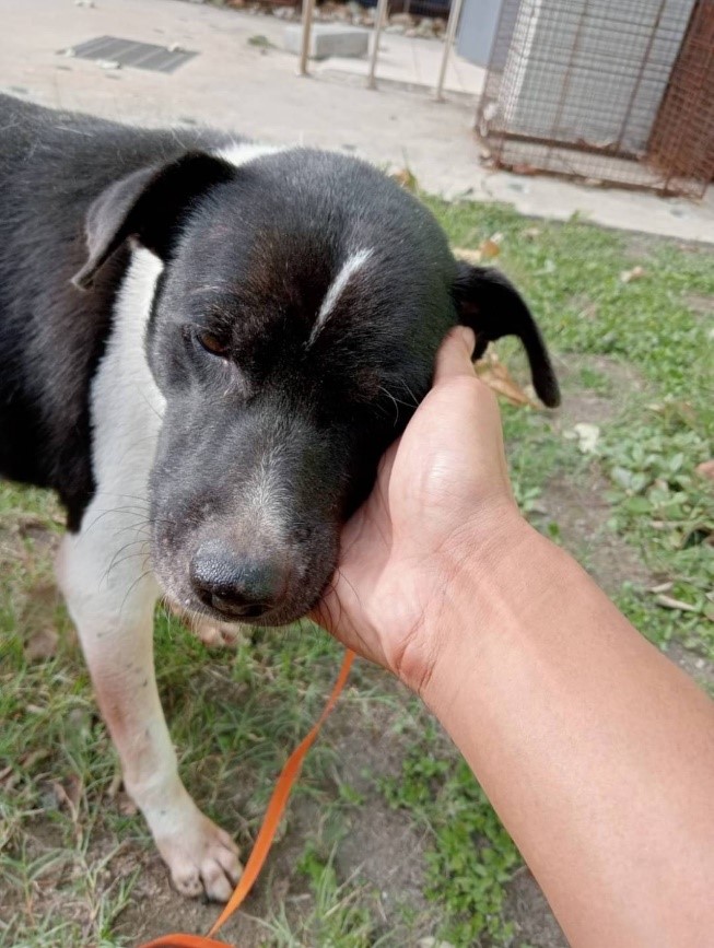 圖(六)收容動物.jpg