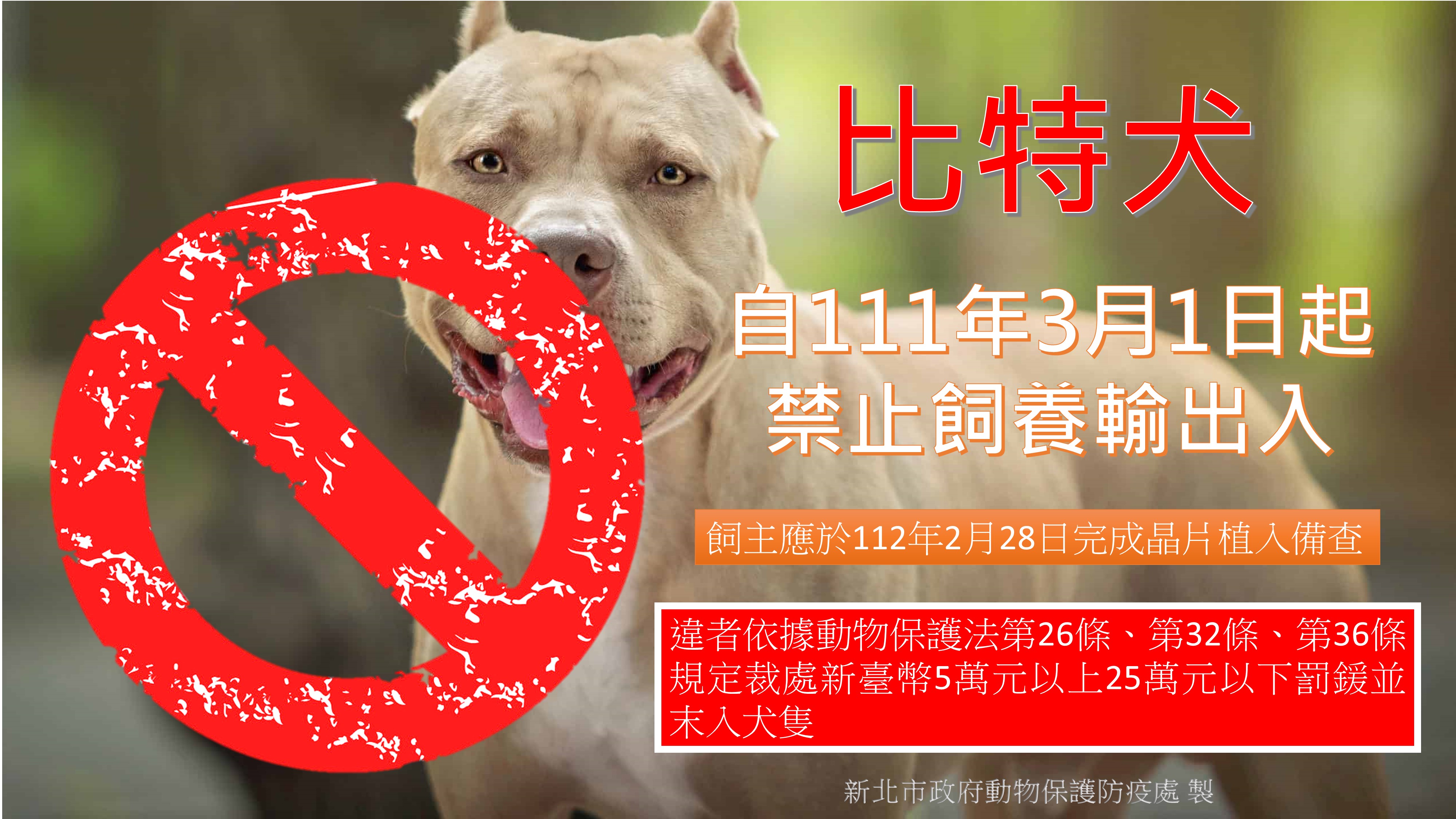 比特犬未絕育 新北開罰22例  圖片集錦，共 1 張