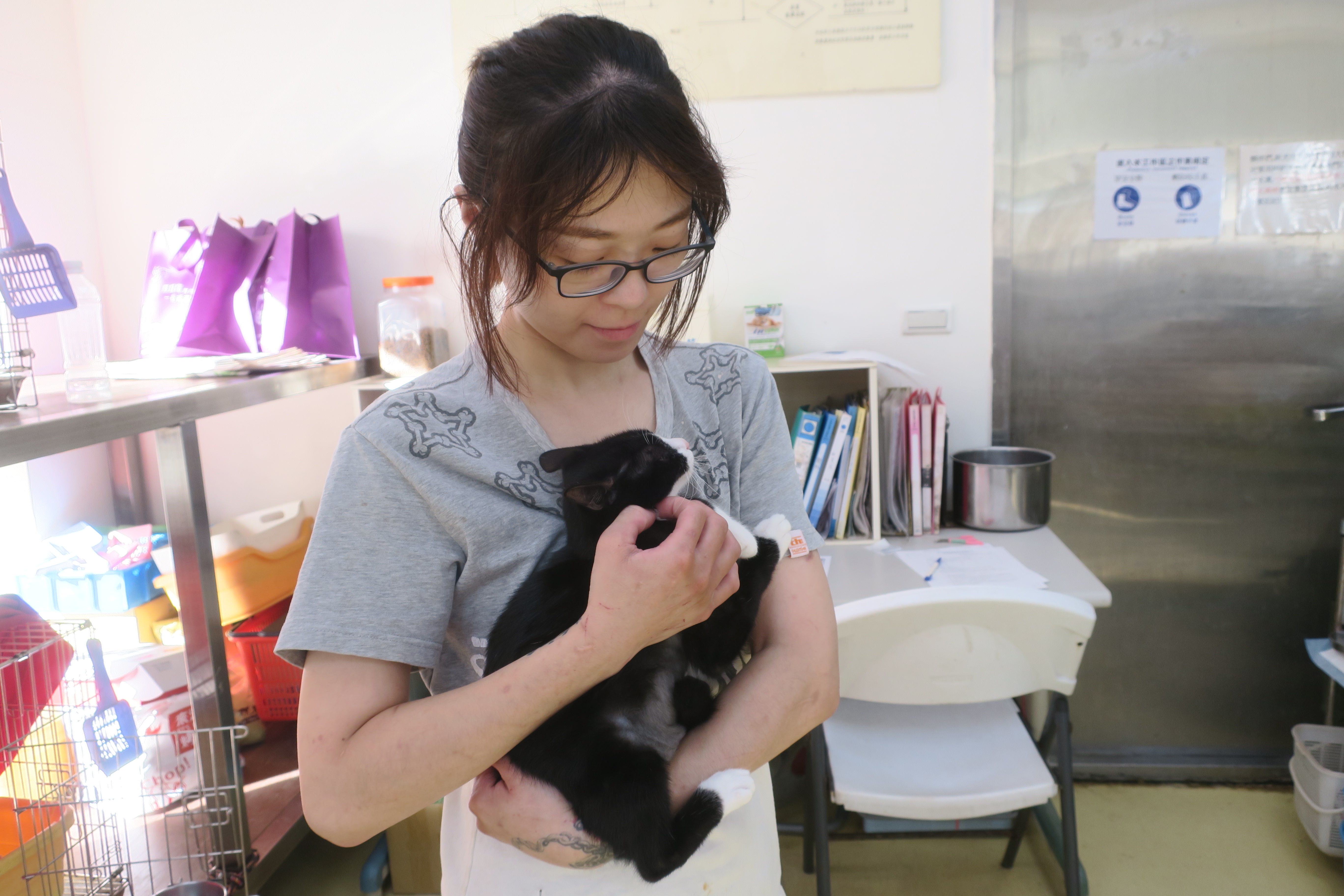 橫膈破裂肝臟位移幼貓，新北動保處手術修復待認養  圖片集錦，共 1 張