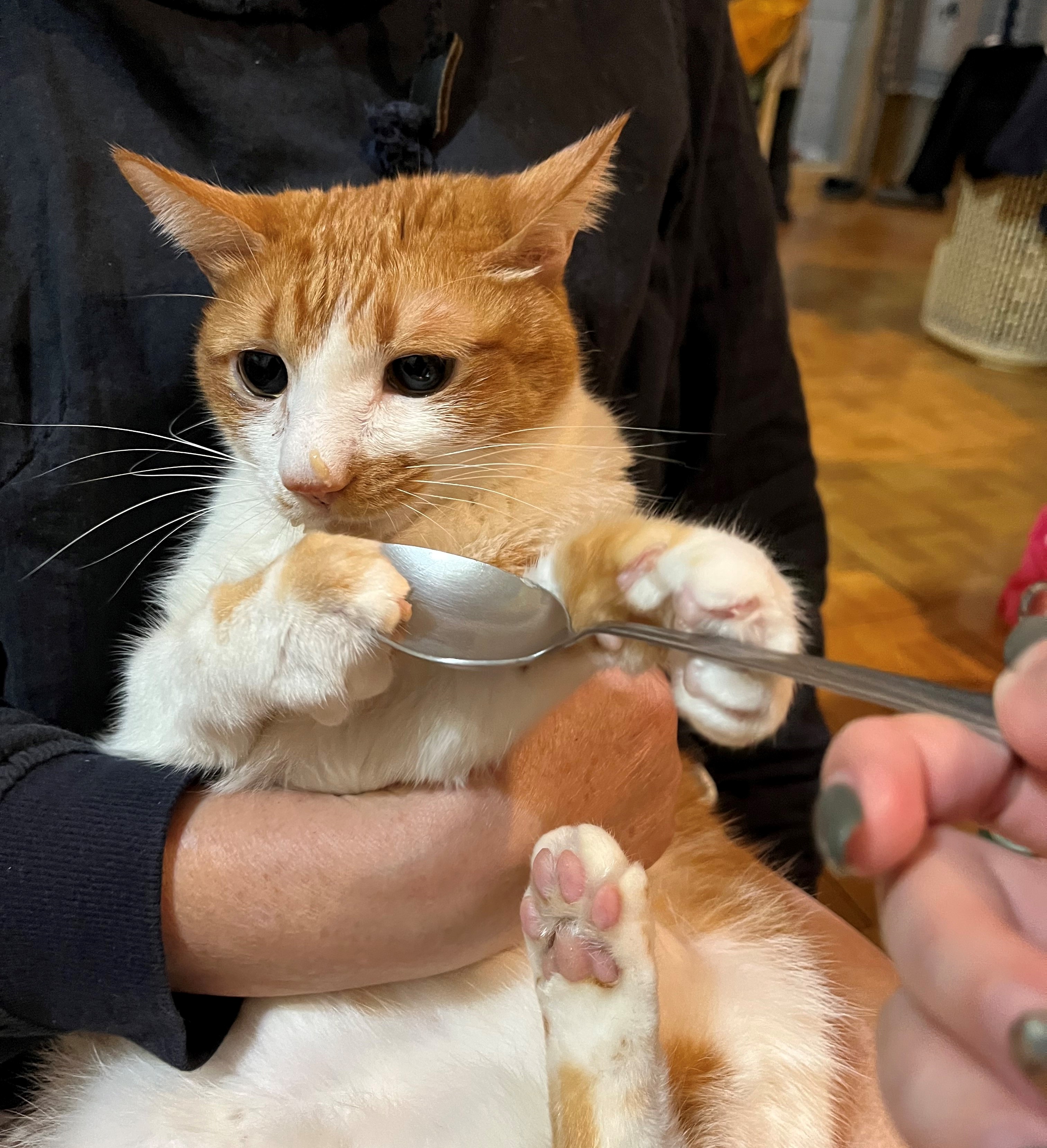 貓愛滋不可怕 新北動保處教你照護訣竅  圖片集錦，共 1 張