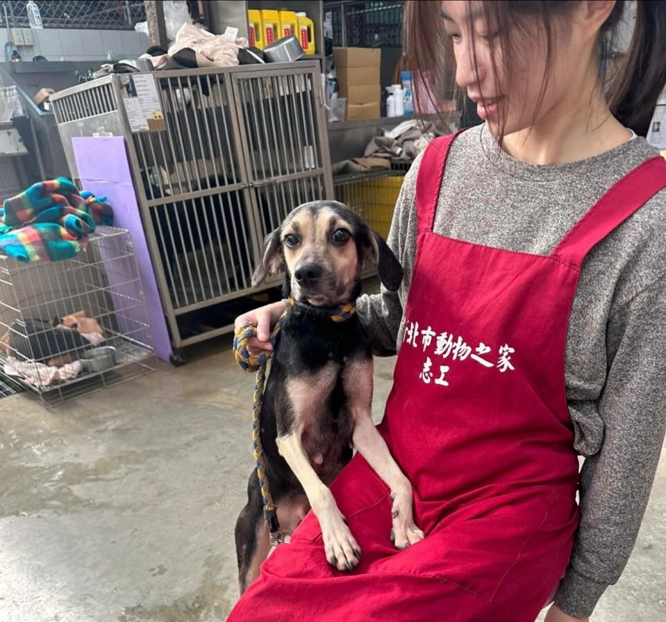 消瘦黃黑狗虛弱無力躺路邊，新北市動保處救援後找到幸福  圖片集錦，共 5 張