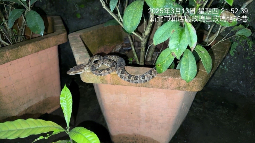 蛇類較常出沒於有植被的地方。.jpg