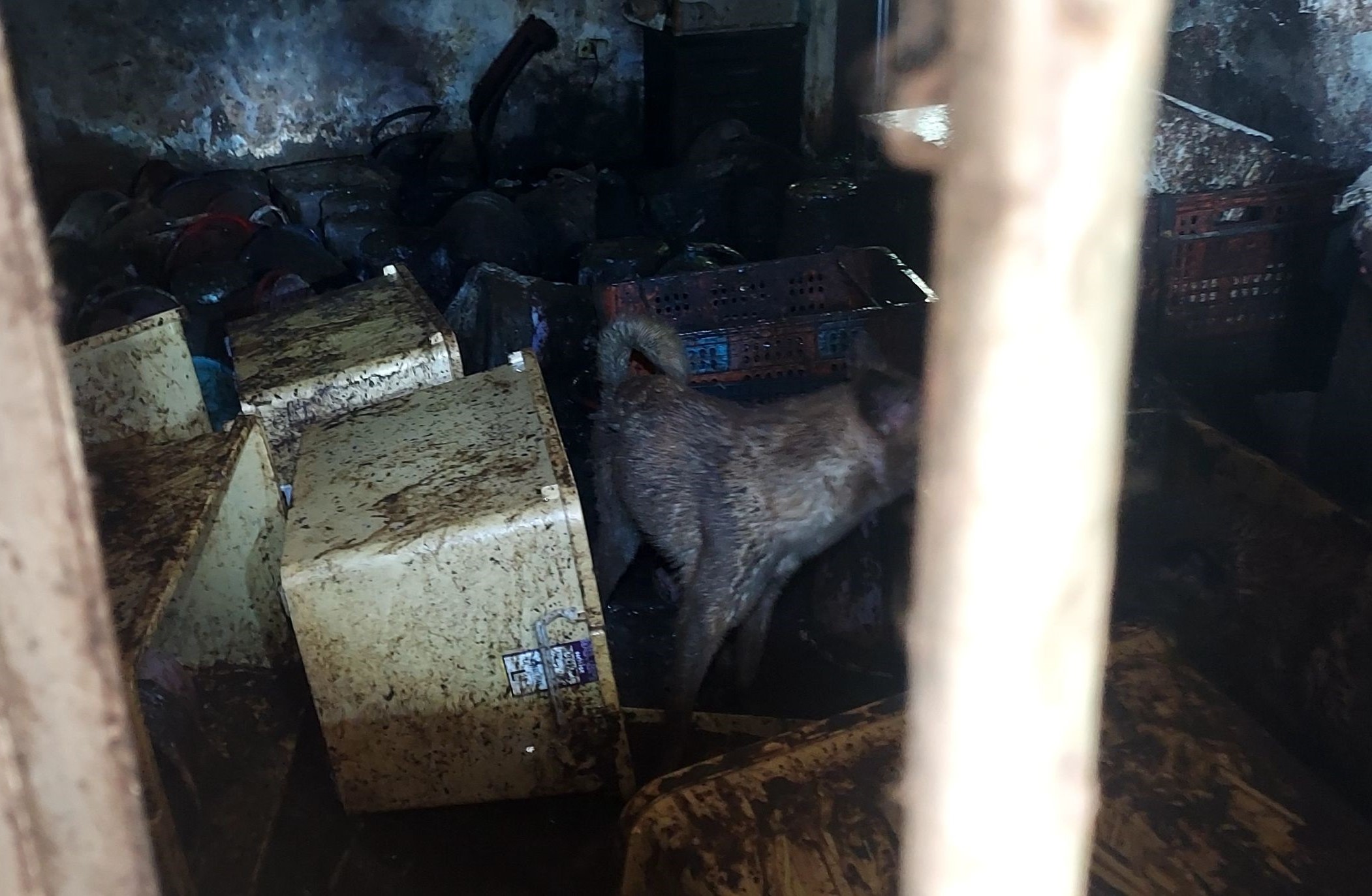 不當飼養致染病，新北動保處救援並罰9萬8千元 圖片集錦，共 7 張