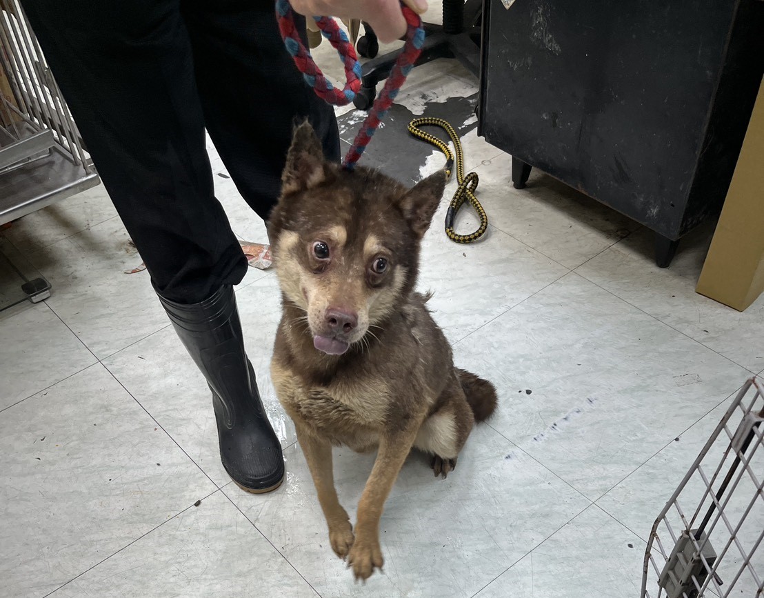 犬隻送醫後經檢查營養不良、體內感染、虛弱無力犬隻長期缺乏缺乏運動與社會化機會，嚴重影響身心健康。.jpg