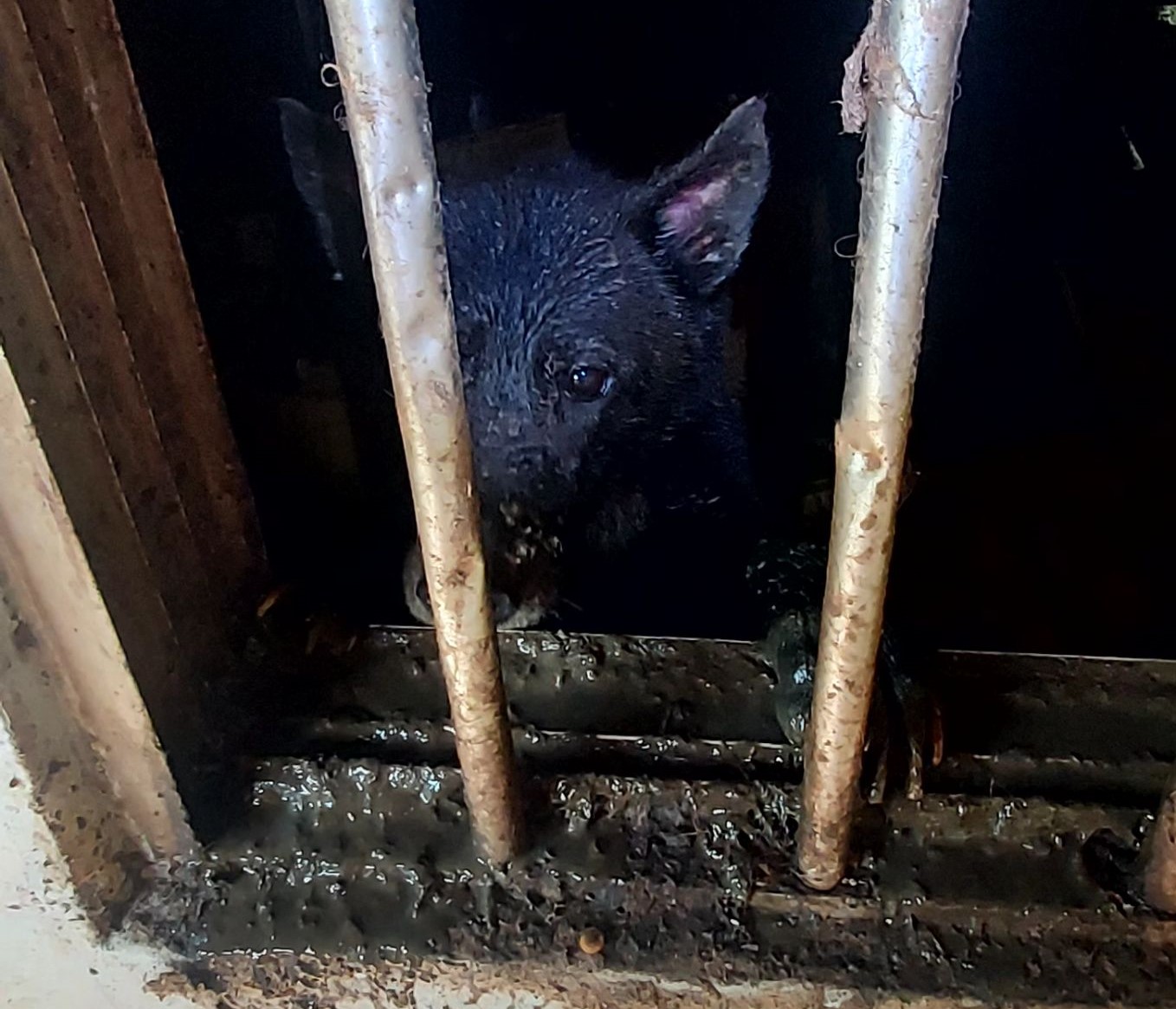 不當飼養致染病，新北動保處救援並罰9萬8千元  圖片集錦，共 7 張