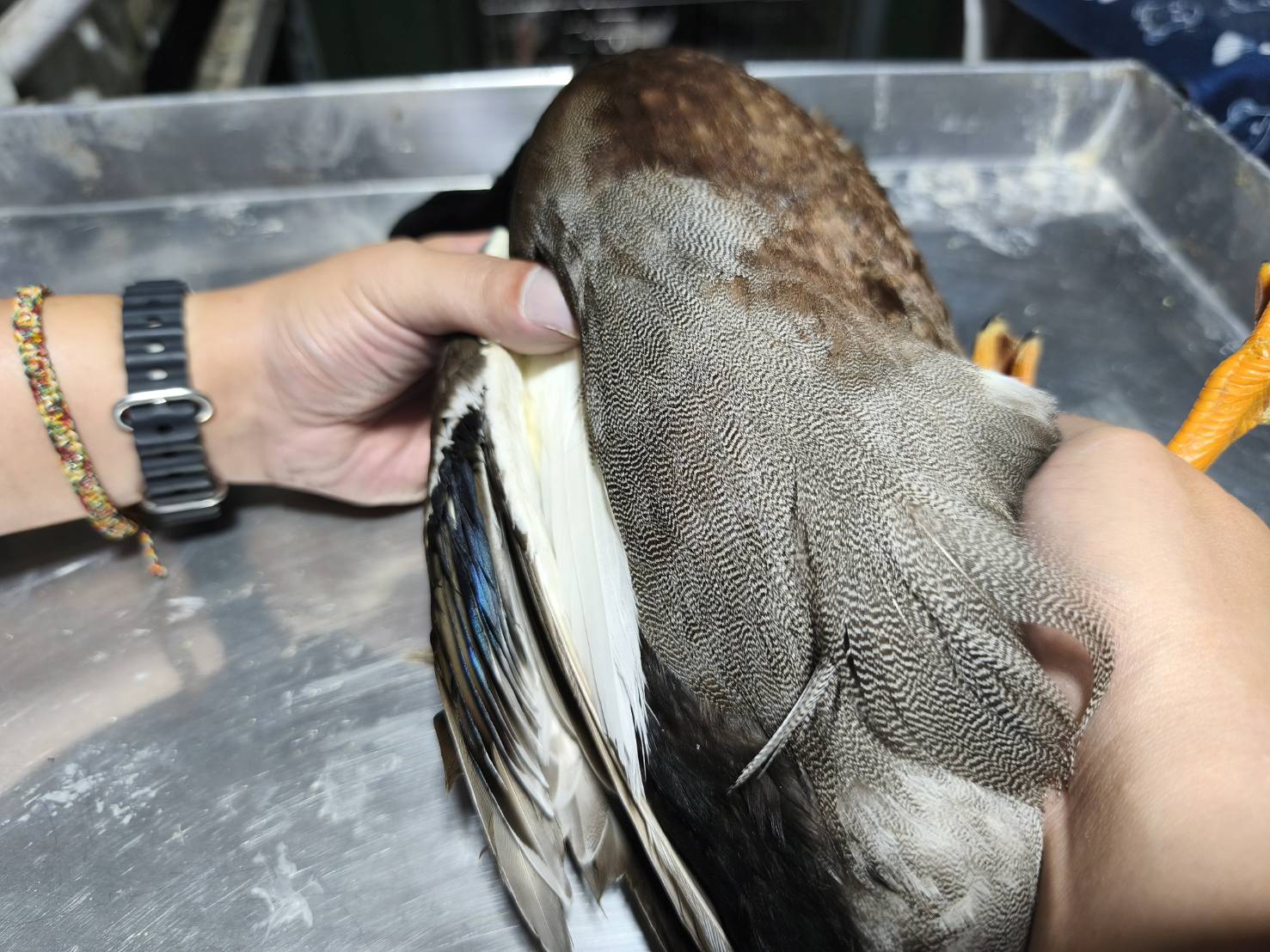 天降綠頭鴨，新北動保處助牠脫離險境 圖片集錦，共 7 張