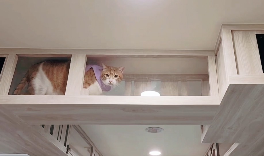 新北市動保處為喵星人打造最友善的動物辦公室  圖片集錦，共 7 張