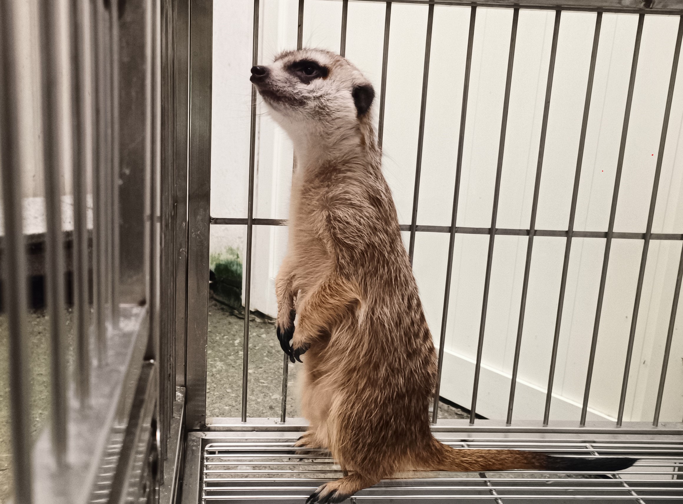 狐獴「丁滿」三芝街頭迷路  新北動保處火速救援 圖片集錦，共 7 張