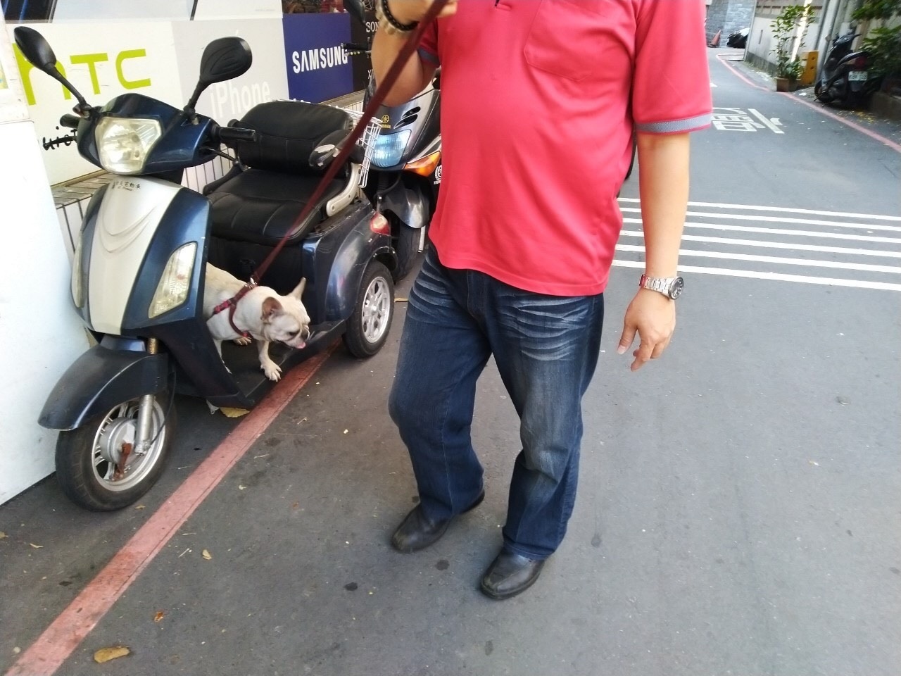 毛寶貝頻繁搔抓可能是感染跳蚤 新北市動保處提醒定期驅蟲保安康 圖片集錦，共 7 張