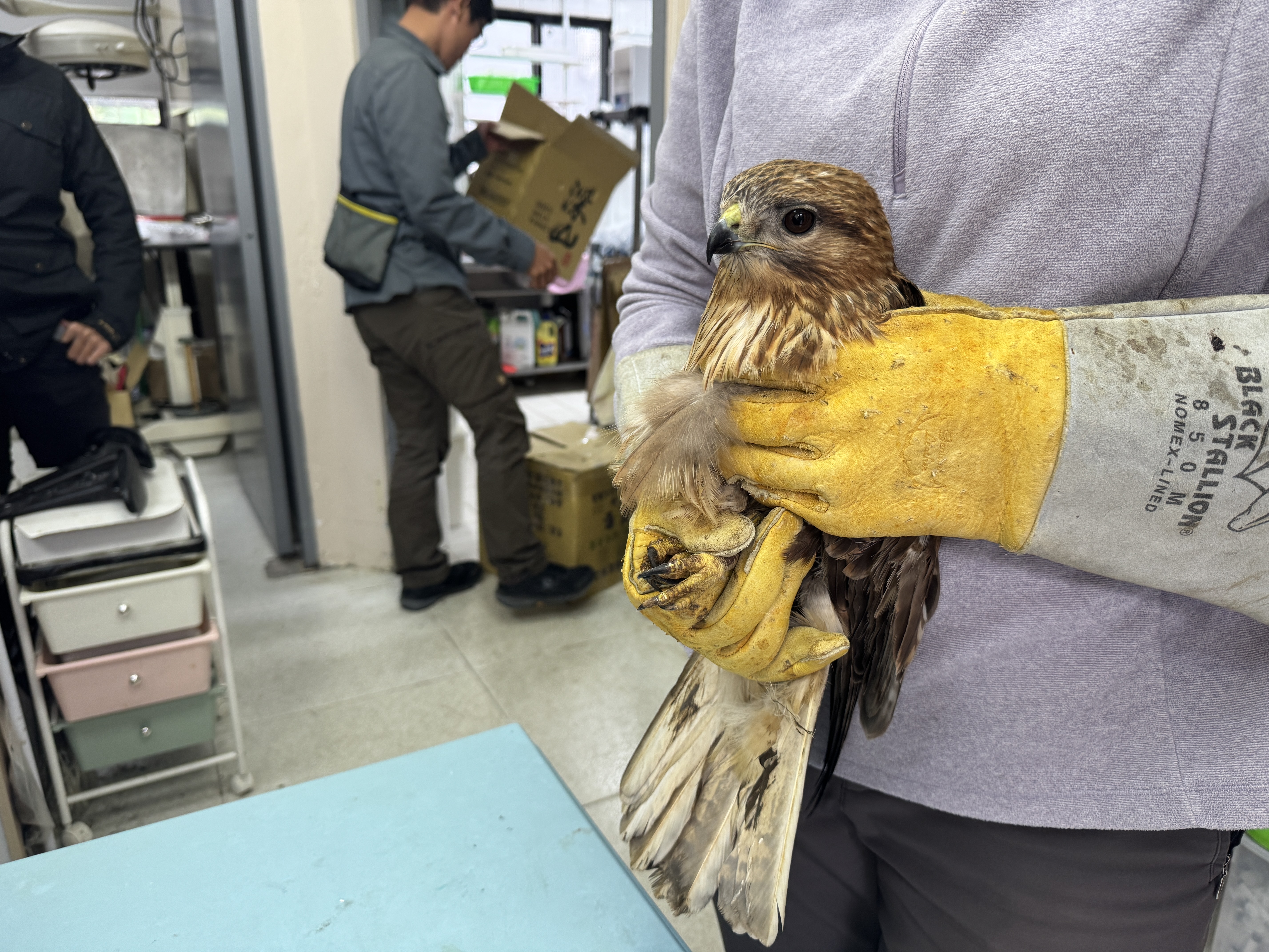 世界候鳥日 新北市動保處攜手猛禽會 以行動守護遷徙之翼  圖片集錦，共 7 張