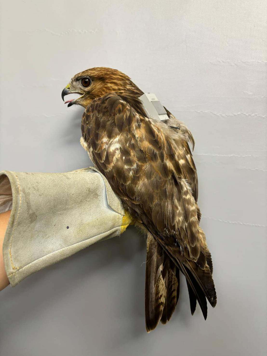 世界候鳥日 新北市動保處攜手猛禽會 以行動守護遷徙之翼 圖片集錦，共 7 張