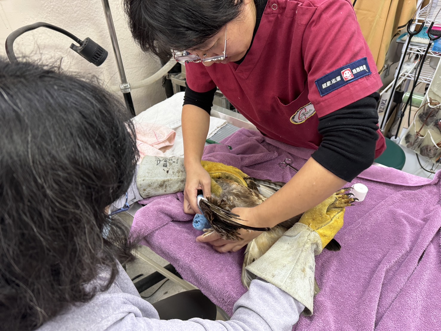 獸醫師為鳥進行外固定包紥。.jpg