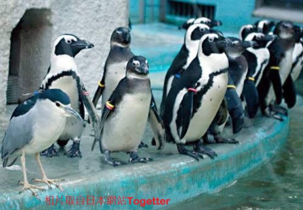 鐵工廠作業員通報「企鵝偷吃魚」 新北動保員到場發現竟是夜鷺！ 圖片集錦，共 7 張