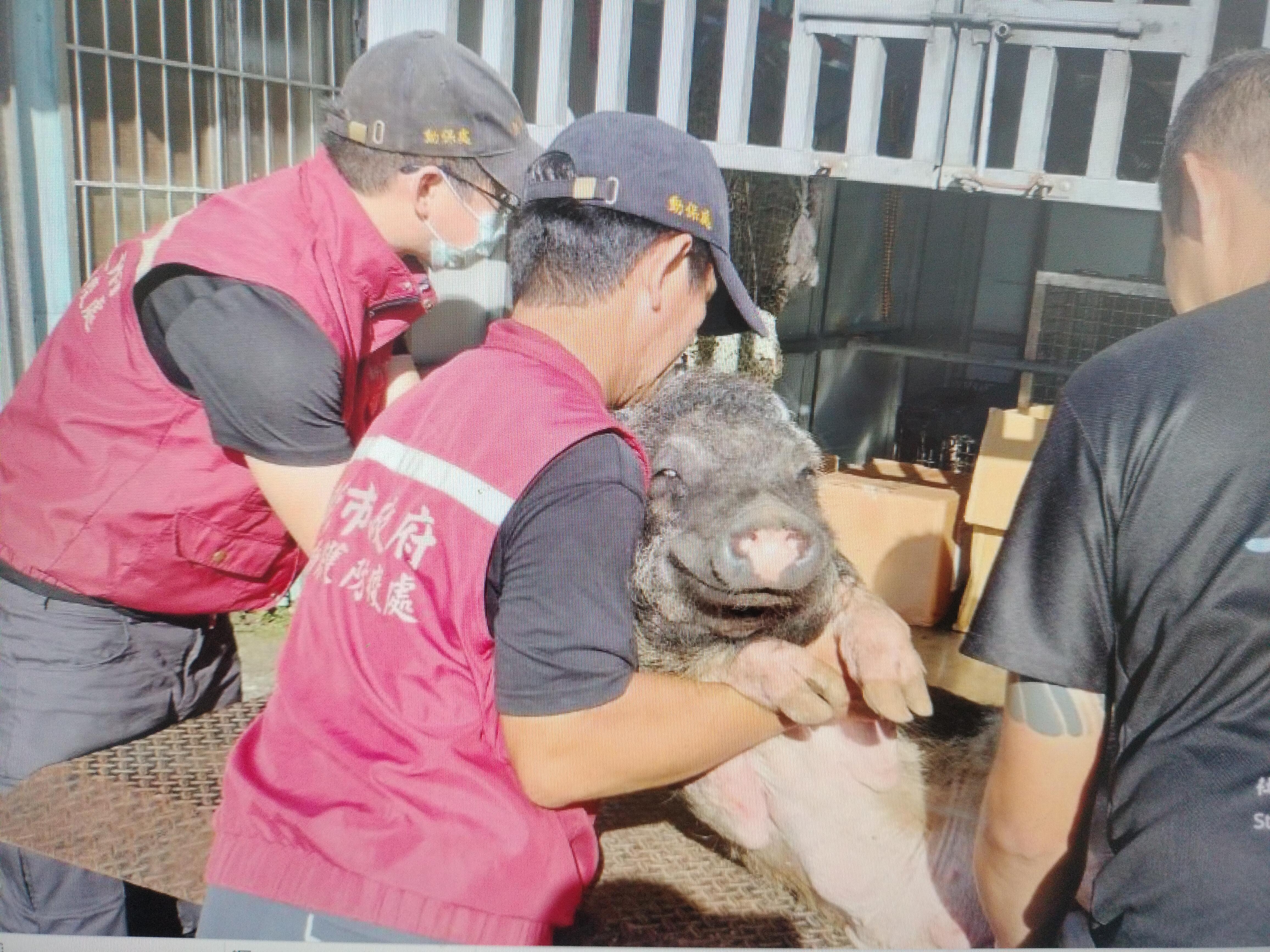山豬救援成功動物管制車載回醫療。.jpg