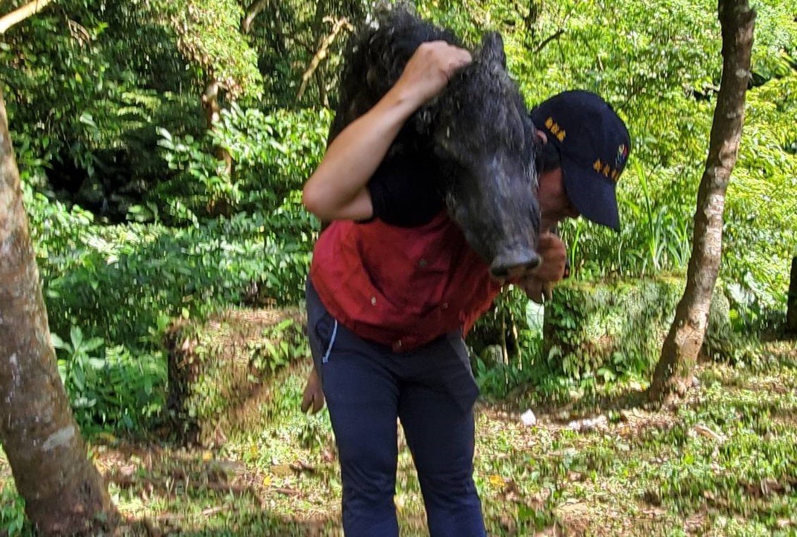 動保員李國良徒手背負受傷山豬。.jpg