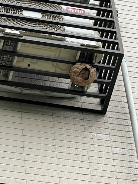 5/20世界蜜蜂日 新北動保處教您如何安全面對群蜂 圖片集錦，共 7 張