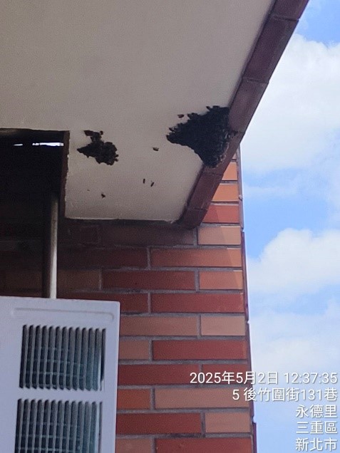 蜂群聚集於民眾住家屋簷下。.jpg