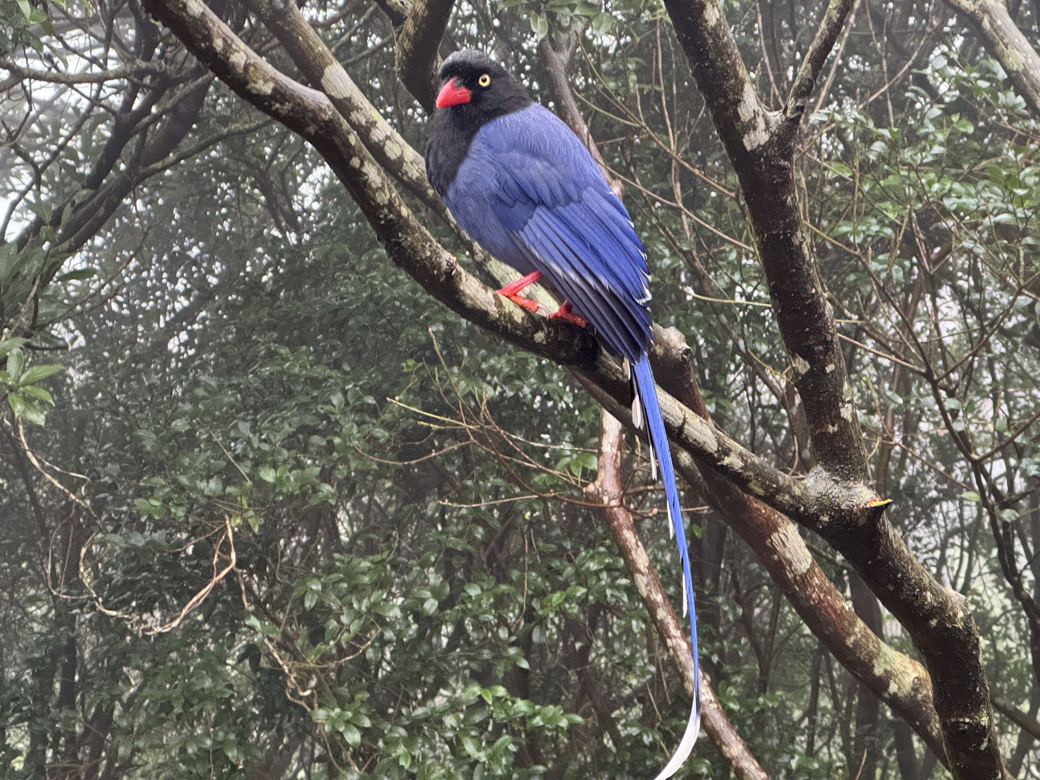 國際生物多樣性日 新北市動保處籲遵守「三不原則」  圖片集錦，共 7 張