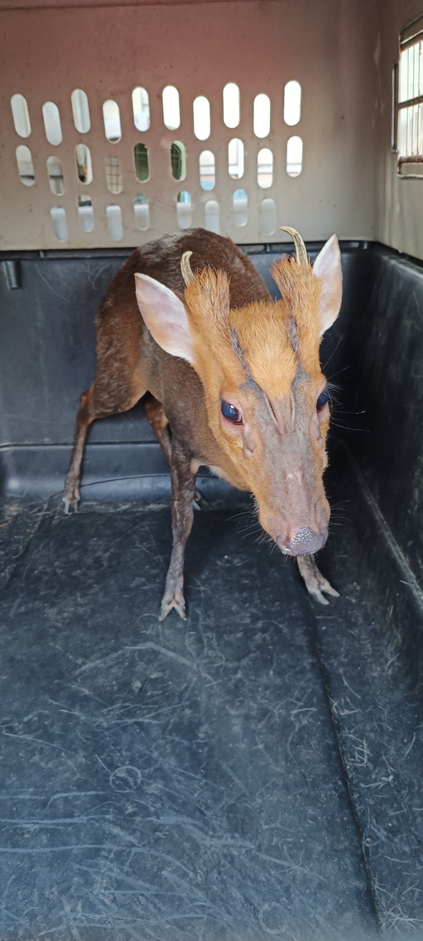 國際生物多樣性日 新北市動保處籲遵守「三不原則」 圖片集錦，共 7 張