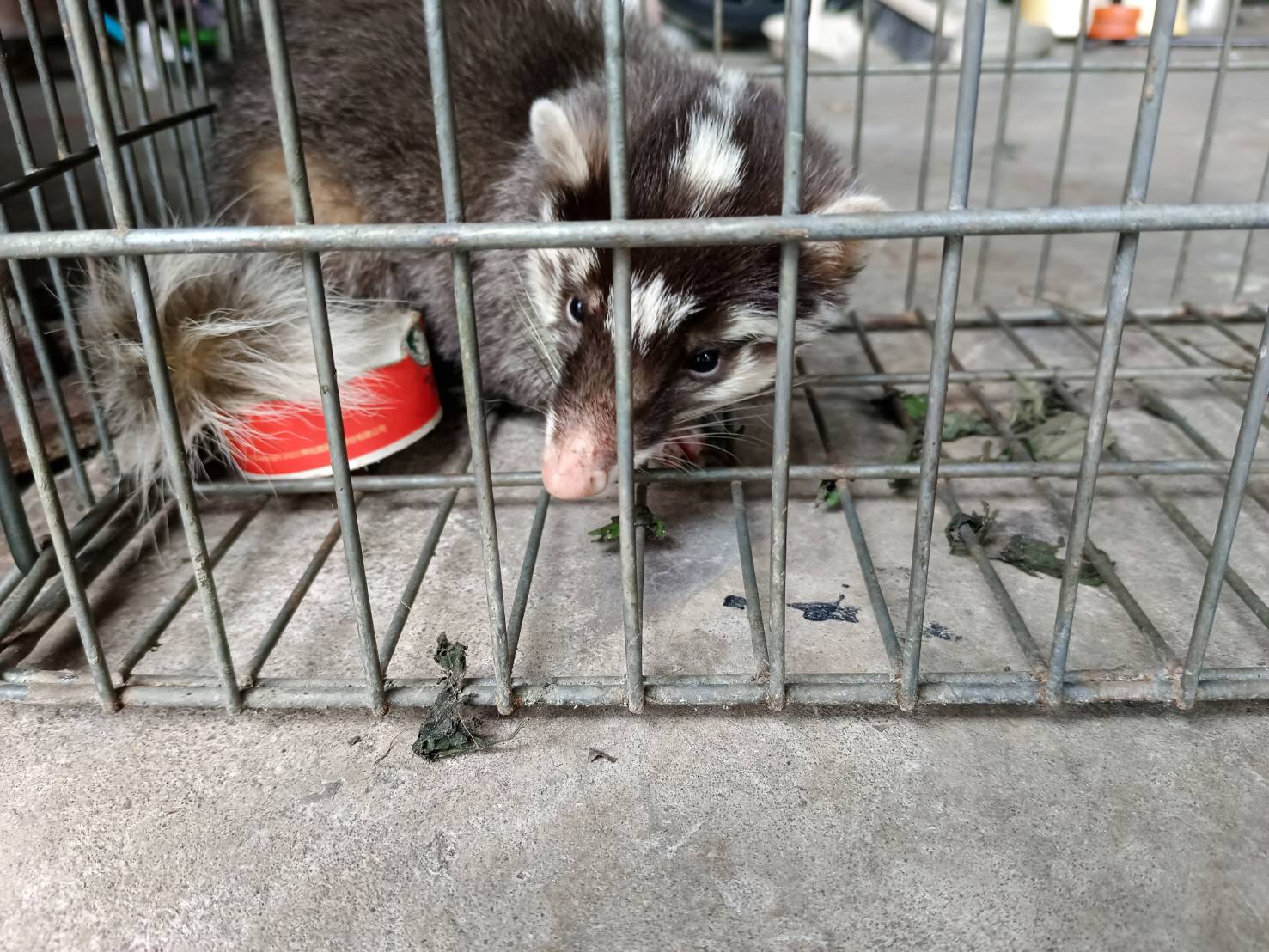 鼬獾經檢查後狀況尚可已野放.jpg