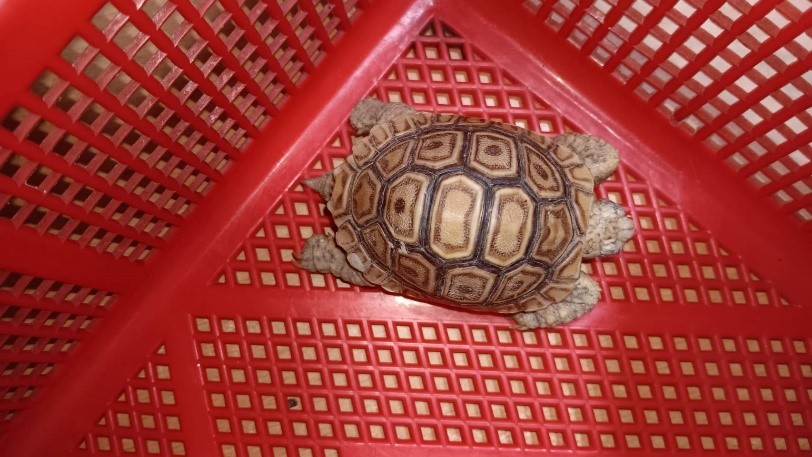 世界烏龜日　新北市動保處推懂牠再養牠 圖片集錦，共 7 張