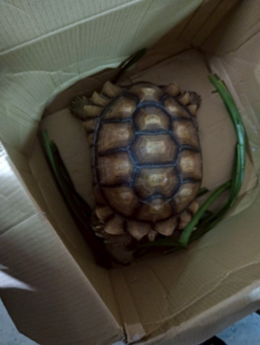 動保處日前接獲民眾通報有陸龜在外遊蕩，隨即派員帶回。.jpg