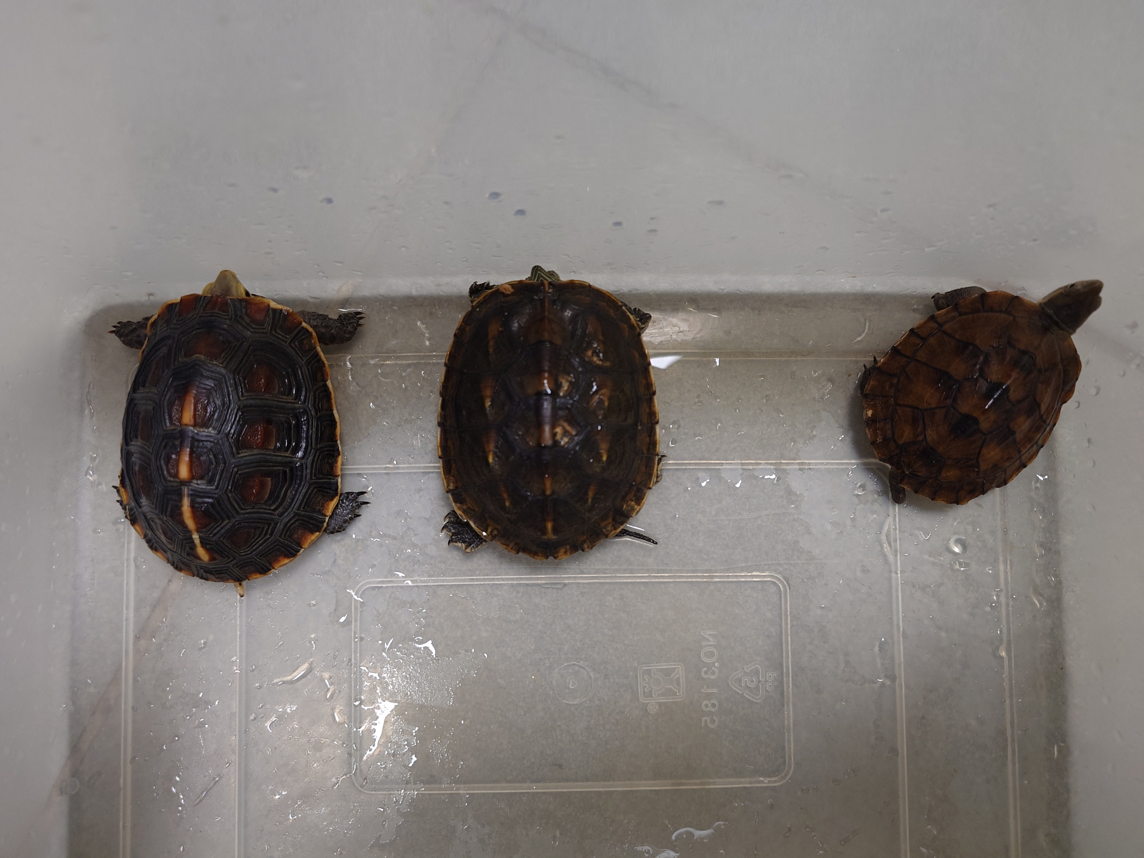 臺灣常見之三種原生龜類，由左至右分別為食蛇龜、斑龜及柴棺龜。.jpg