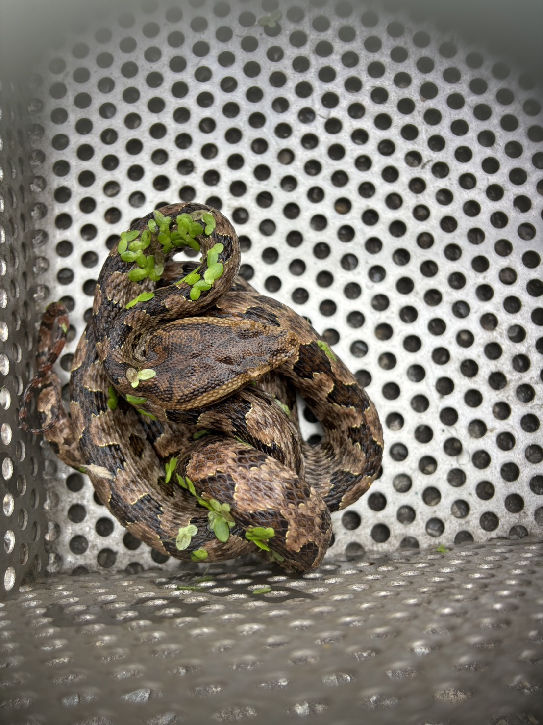 毛寶貝遭蛇吻 新北動保處抗蛇毒血清急救援 圖片集錦，共 6 張