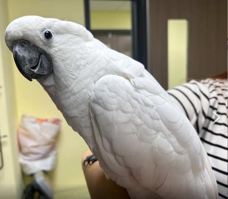 世界鸚鵡日宣導飼主責任 - 新北市動保處推動非犬貓飼養教育與登記制度 圖片集錦，共 7 張