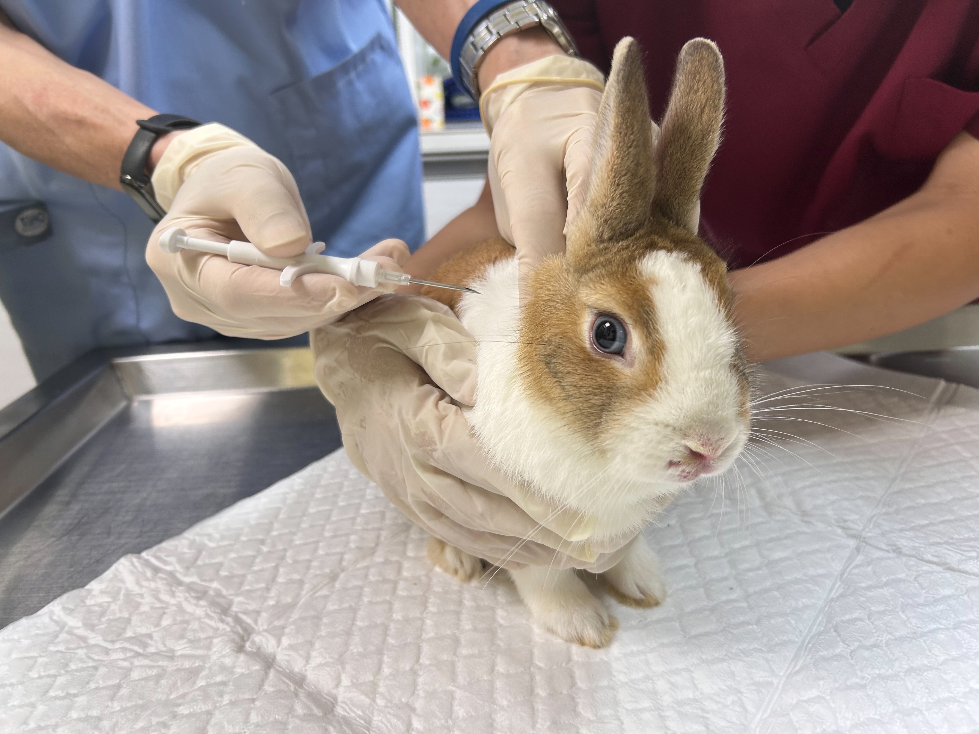 兔子施打晶片。.jpg