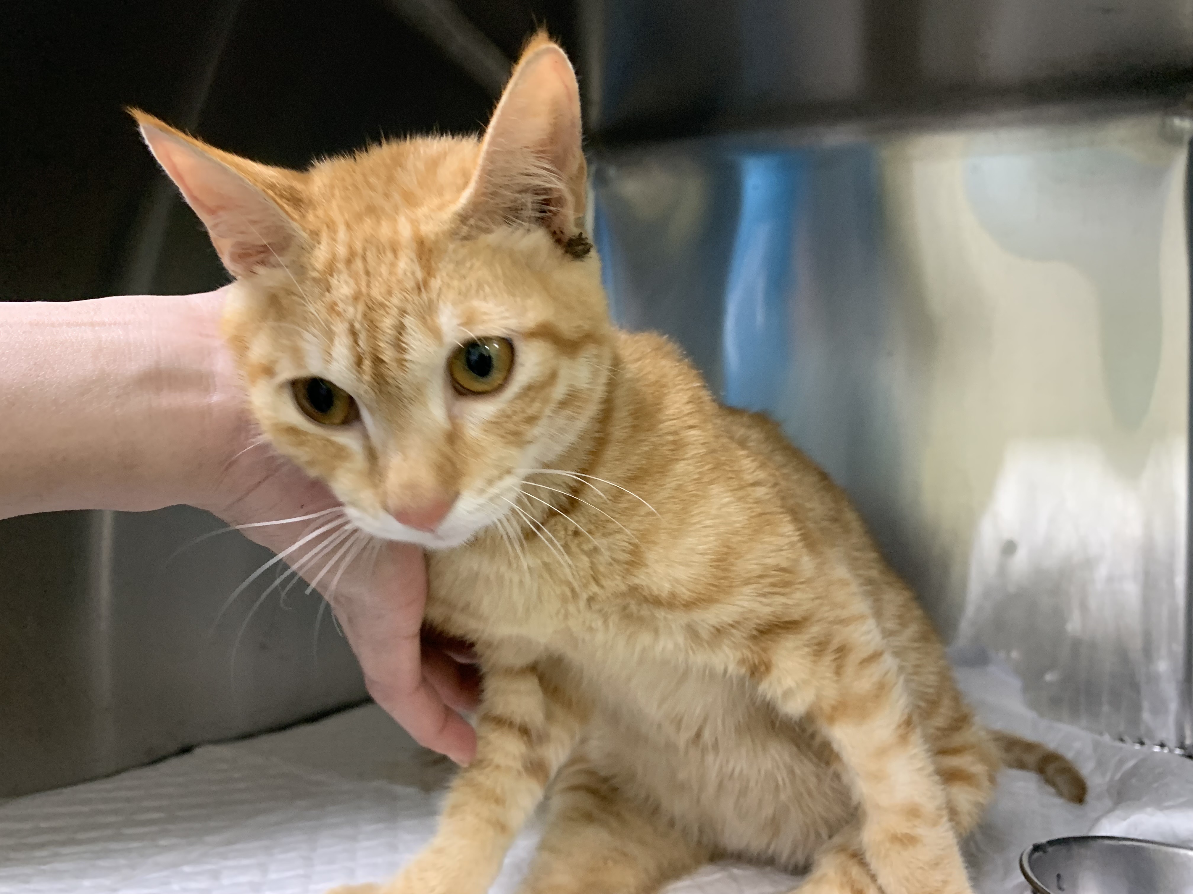 新北動保攜手民眾，助後肢癱瘓貓走出生命困境  圖片集錦，共 7 張