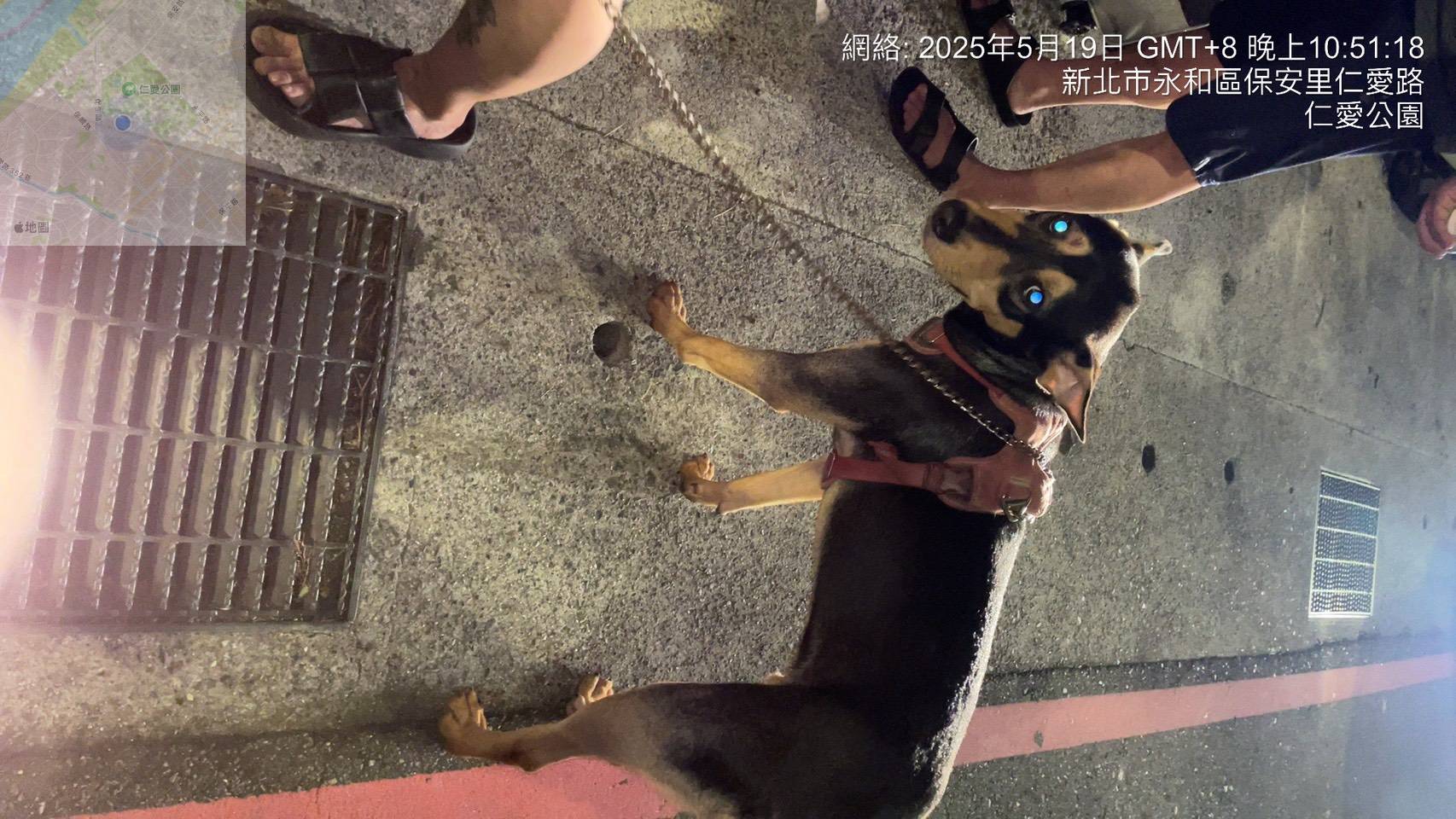 其中也有犬隻待認養。.jpg