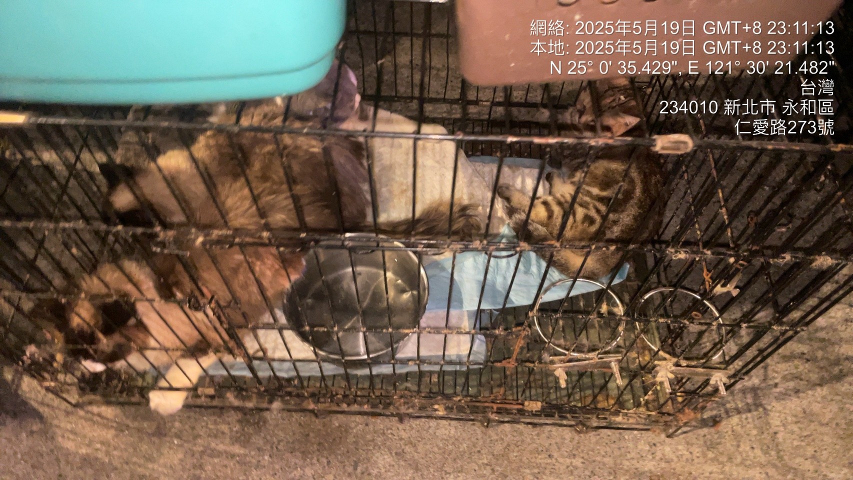 現場多隻貓隻待認養。.jpg