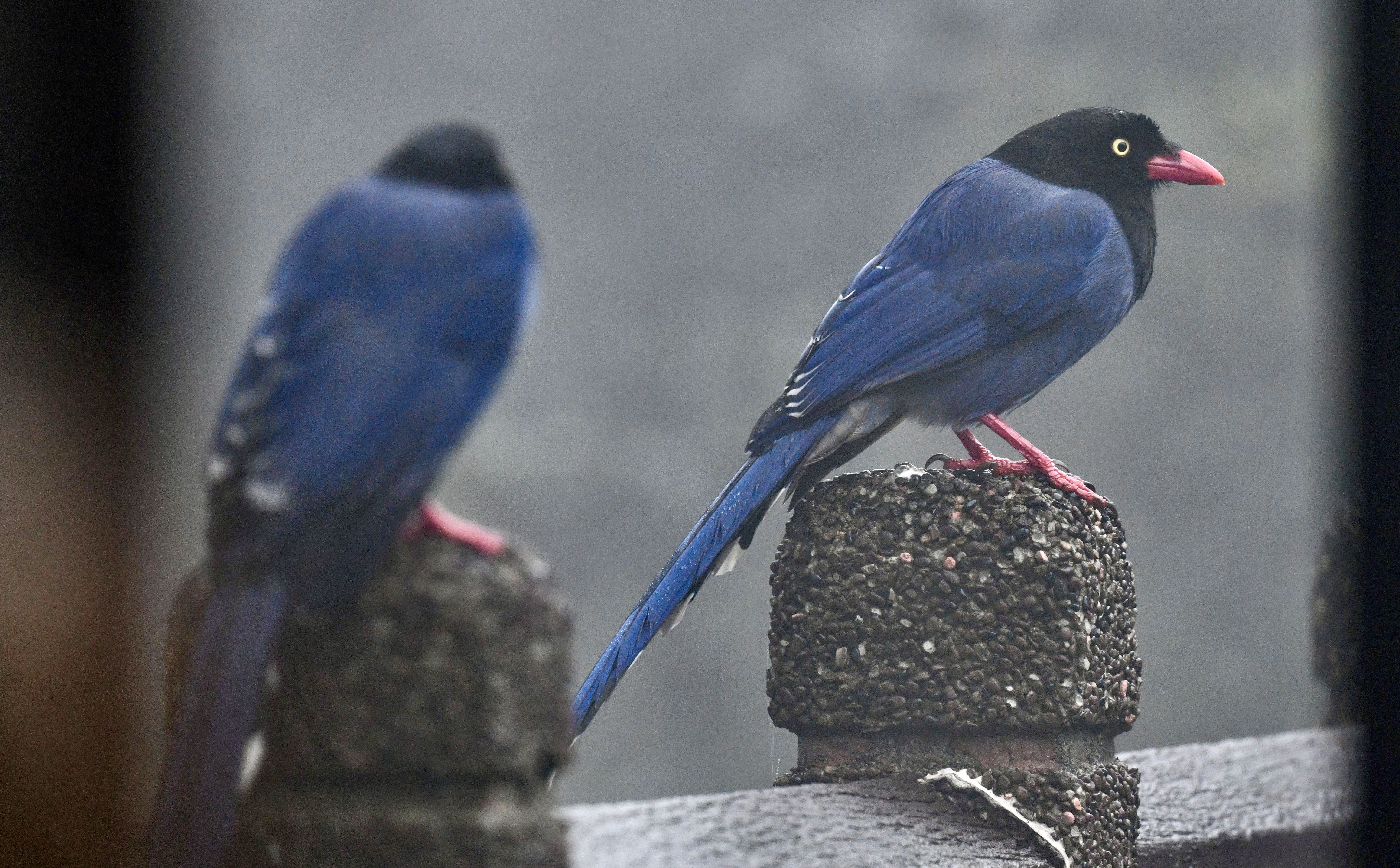 臺灣藍鵲育雛期來臨 新北動保處呼籲：撐傘、繞道、尊重牠  圖片集錦，共 1 張