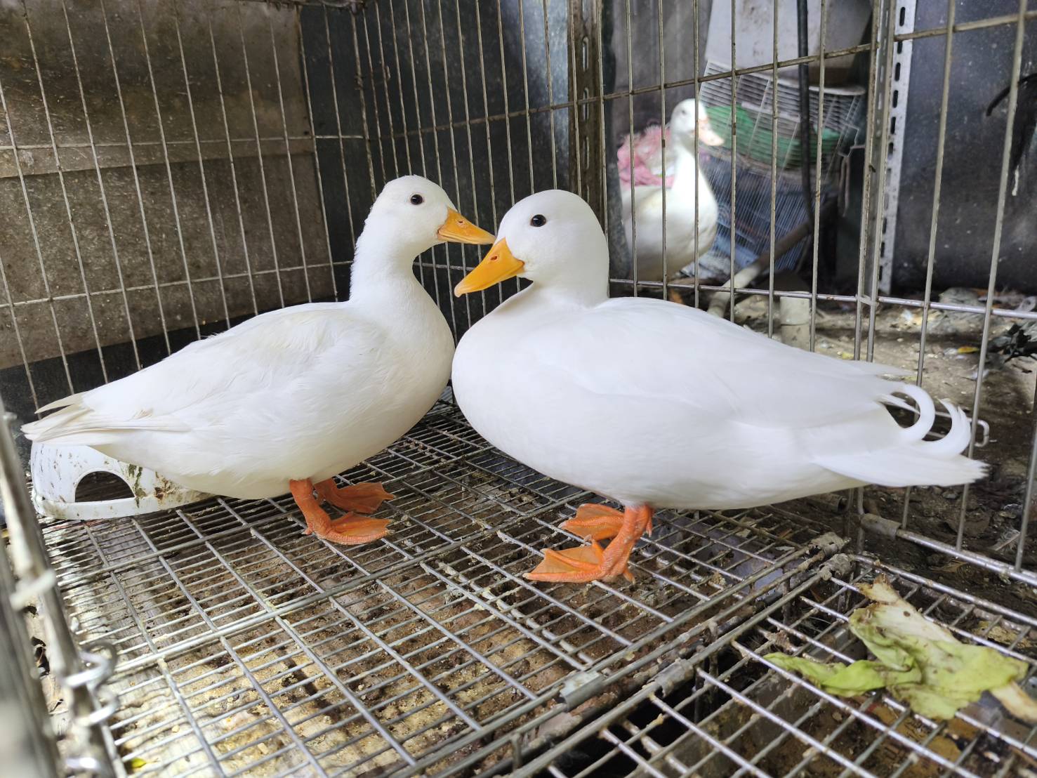 萌樣柯爾鴨跳樓逃家，新北市動保處助飼主領回團圓 圖片集錦，共 5 張