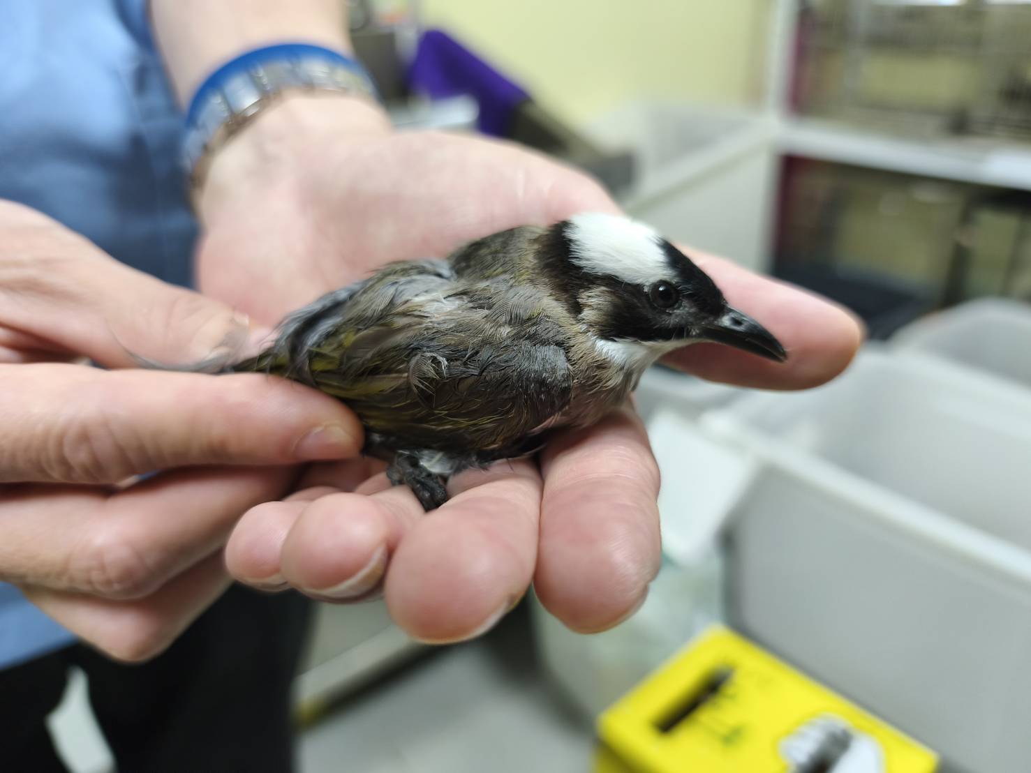 長壽鳥築巢入厝喜中帶憂　動保處釋疑解惑助人鳥和諧  圖片集錦，共 7 張