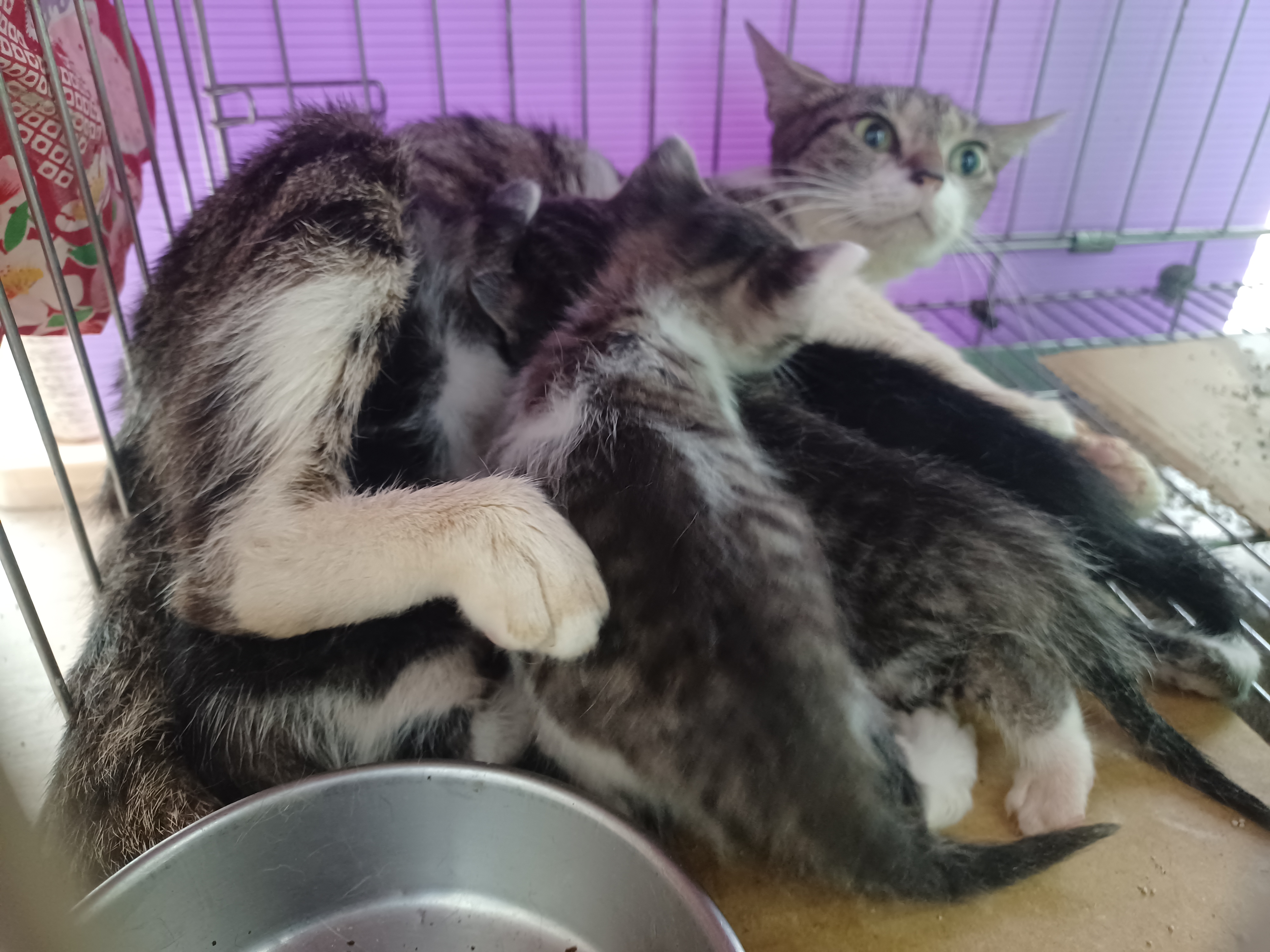 春夏「奶貓奶狗潮」來襲，新北市動保處呼籲勿急著撿走牠們！  圖片集錦，共 7 張