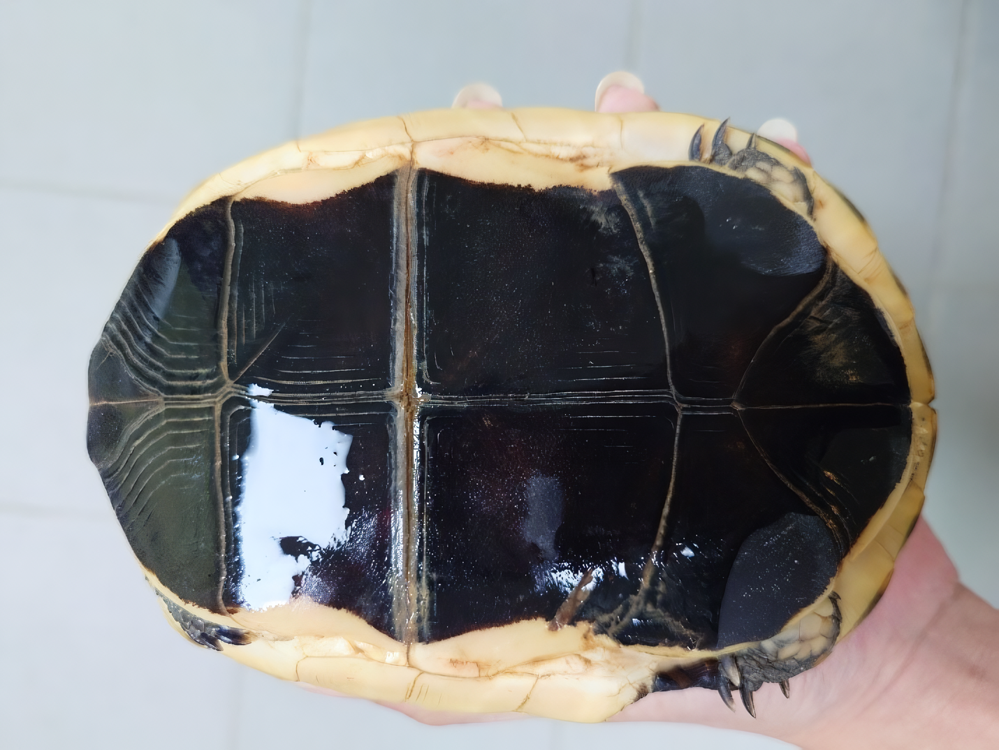 新北市動保處攜手石碇永安里辦公處守護食蛇龜生態 圖片集錦，共 7 張