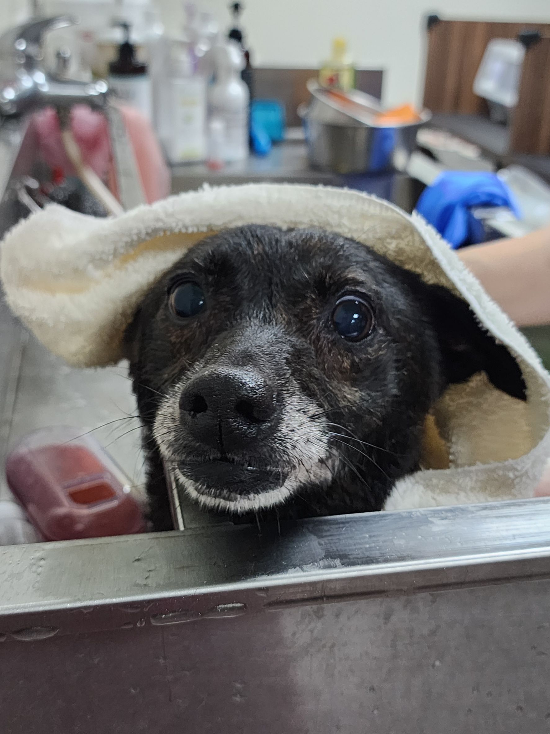 新北路邊行動不便犬 百日照護後開心奔跑  圖片集錦，共 7 張