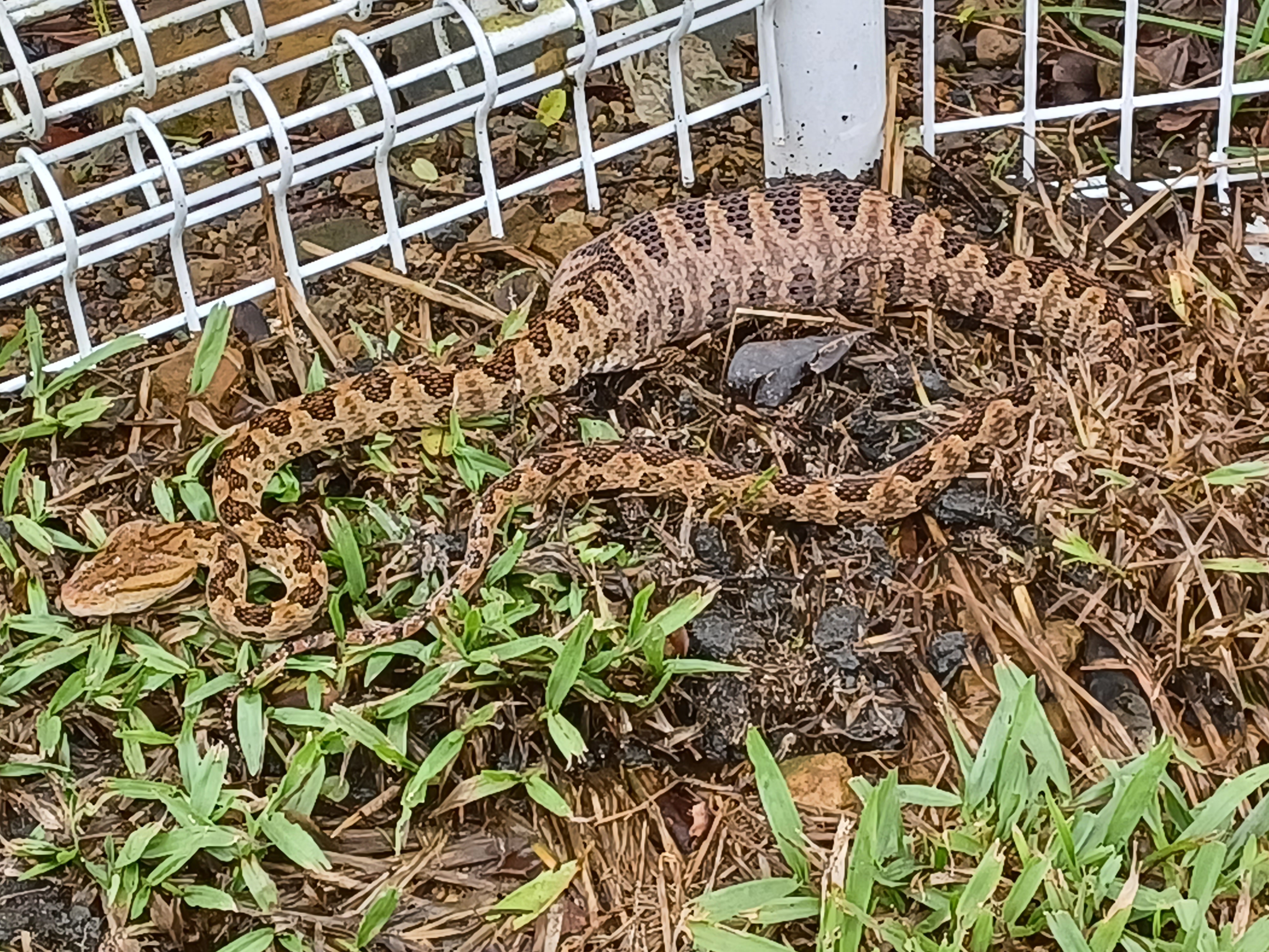 家中毒蛇當草繩，新北動保處即刻解圍~  圖片集錦，共 7 張