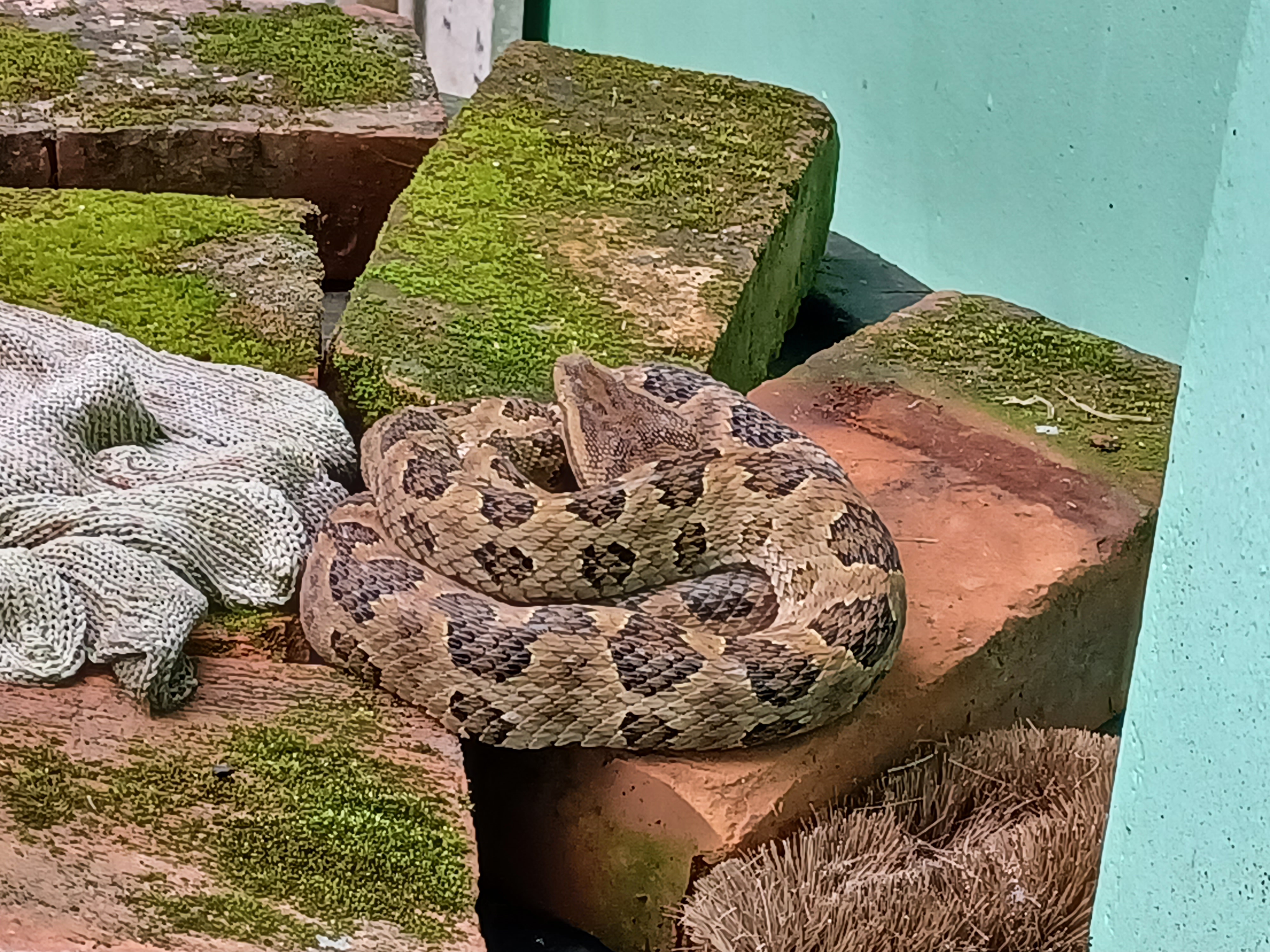 家中毒蛇當草繩，新北動保處即刻解圍~ 圖片集錦，共 7 張