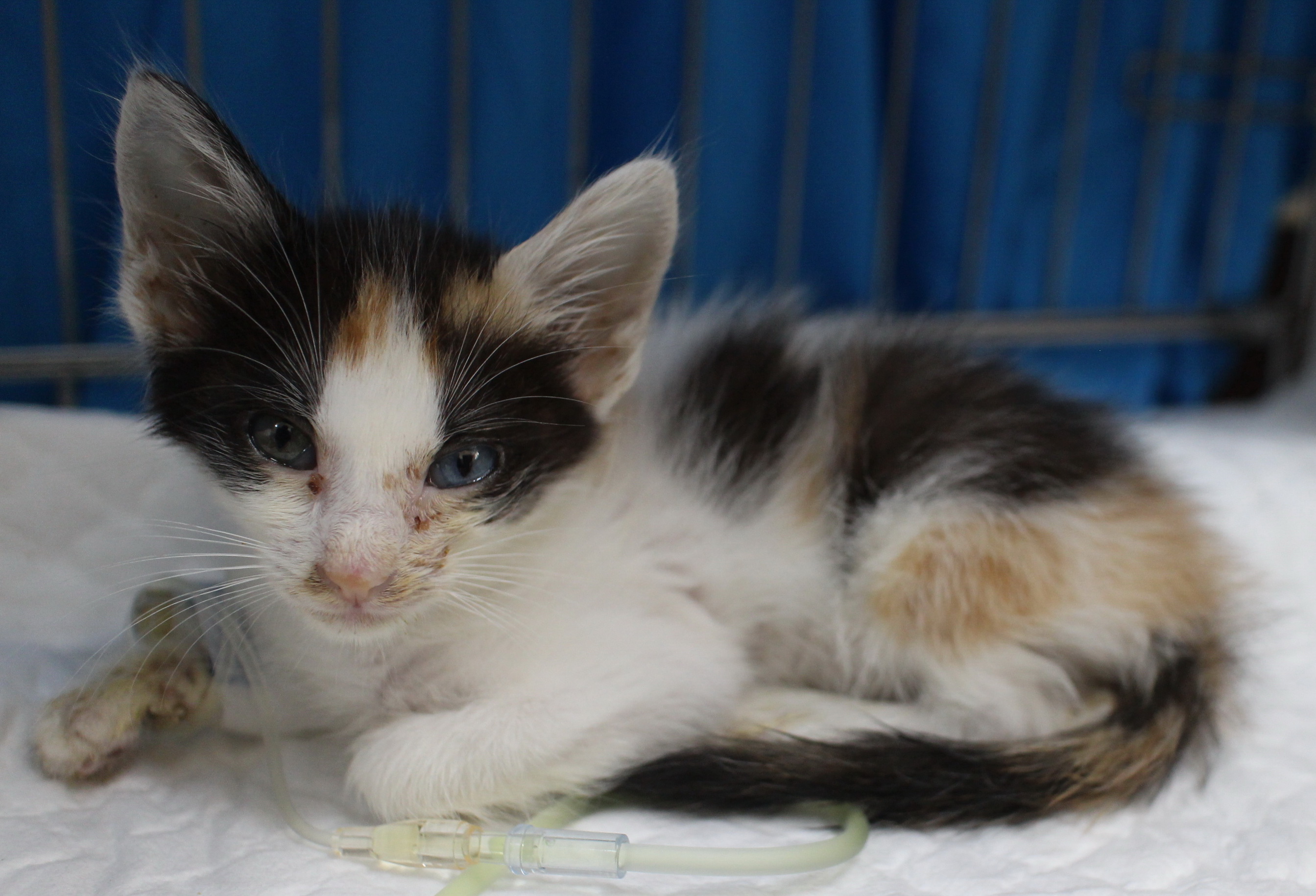 響應世界過敏性疾病日，新北市動保處呼籲一起守護毛寶貝的健康  圖片集錦，共 7 張