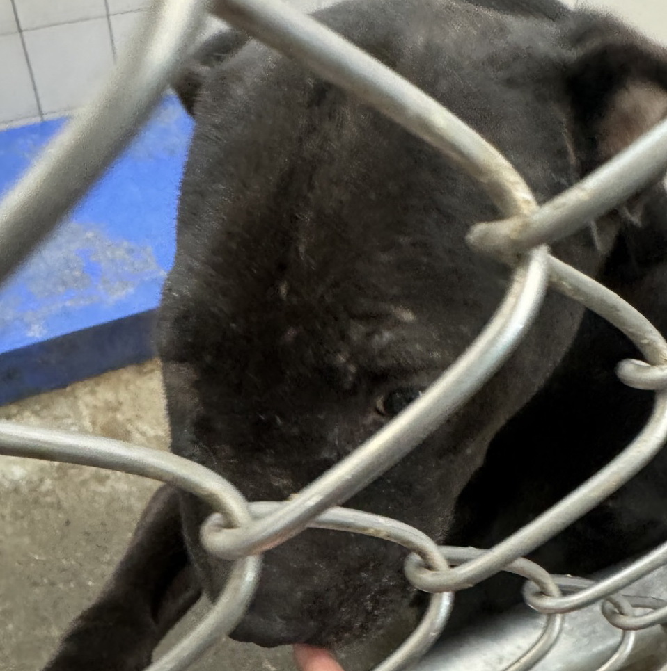 響應世界過敏性疾病日，新北市動保處呼籲一起守護毛寶貝的健康 圖片集錦，共 7 張