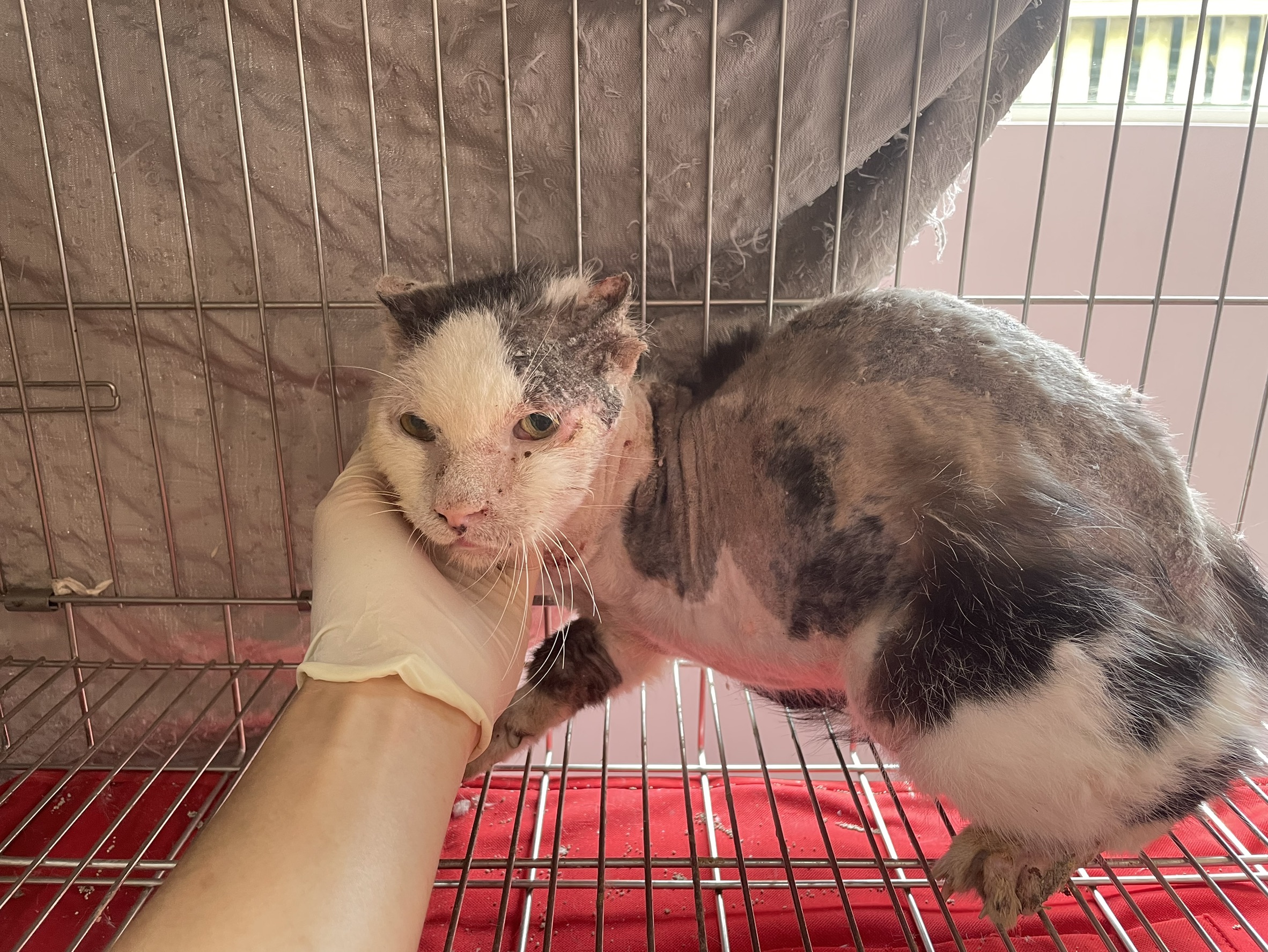 新北市動保處救援平溪老貓，截肢抗病重生勇敢走進幸福新家  圖片集錦，共 7 張