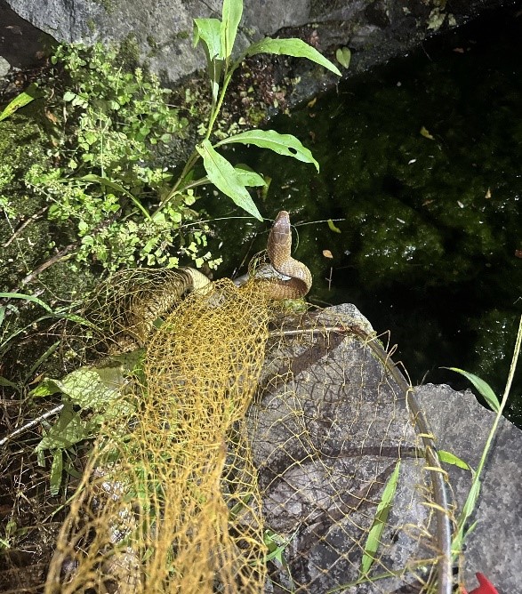 世界蛇日將近，動保處提醒民眾「3不5要」  圖片集錦，共 7 張