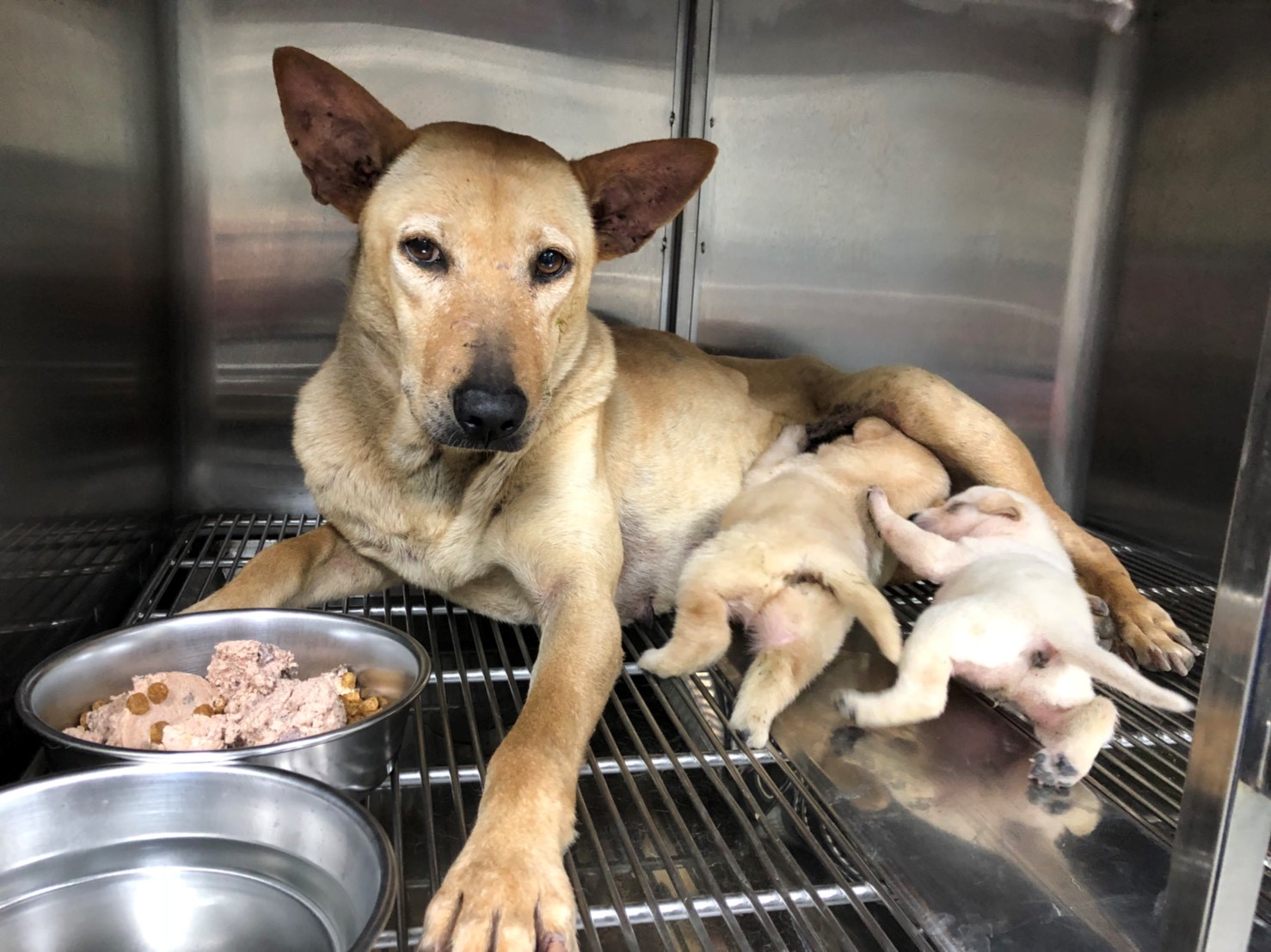 新北犬貓絕育補助申請免上傳寵物認證卡照片，便利再升級！  圖片集錦，共 7 張