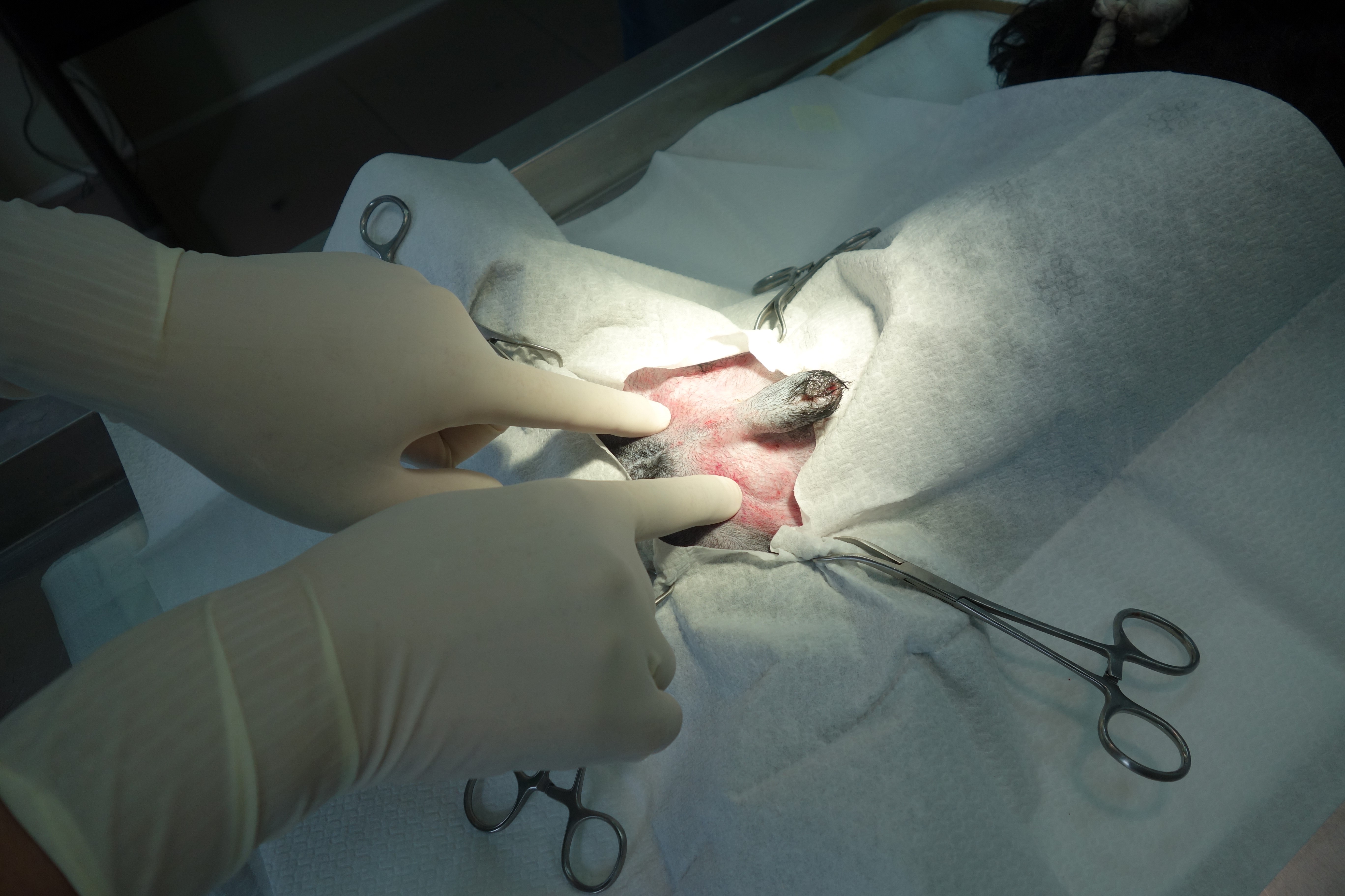 新北犬貓絕育補助申請免上傳寵物認證卡照片，便利再升級！ 圖片集錦，共 7 張