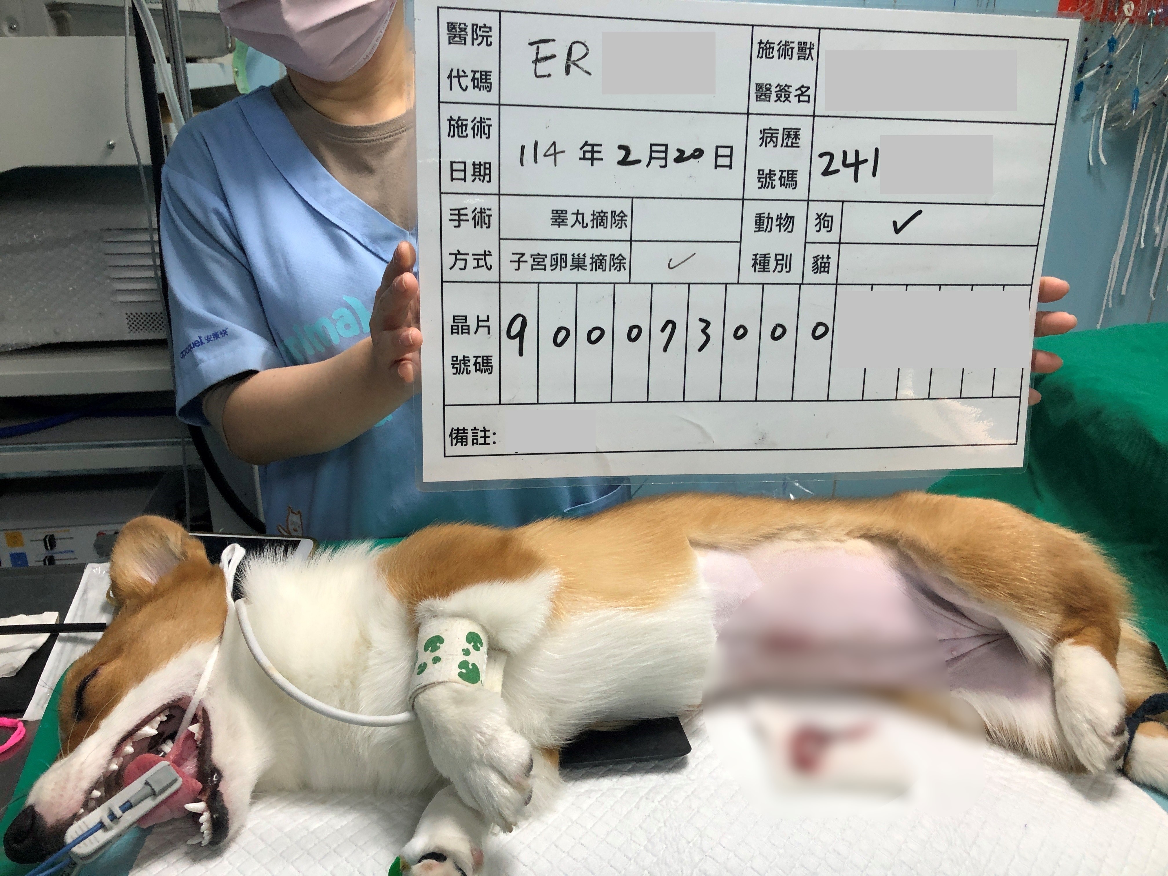 飼主申請新北絕育補助之術後示範照片。.jpg