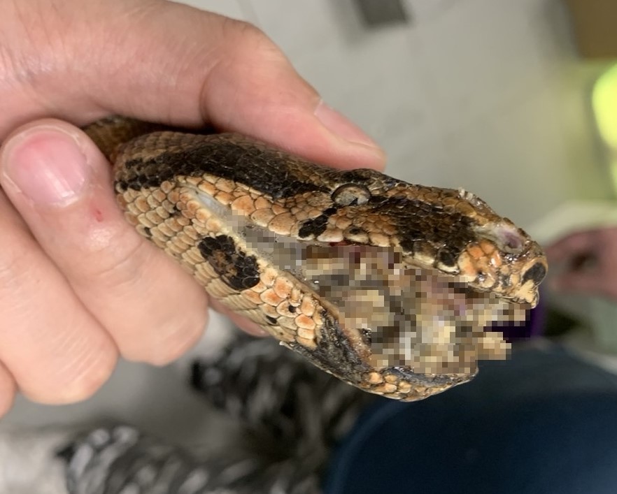 新北樹林驚見紅尾蚺 新北動保處助其重獲新生 圖片集錦，共 7 張
