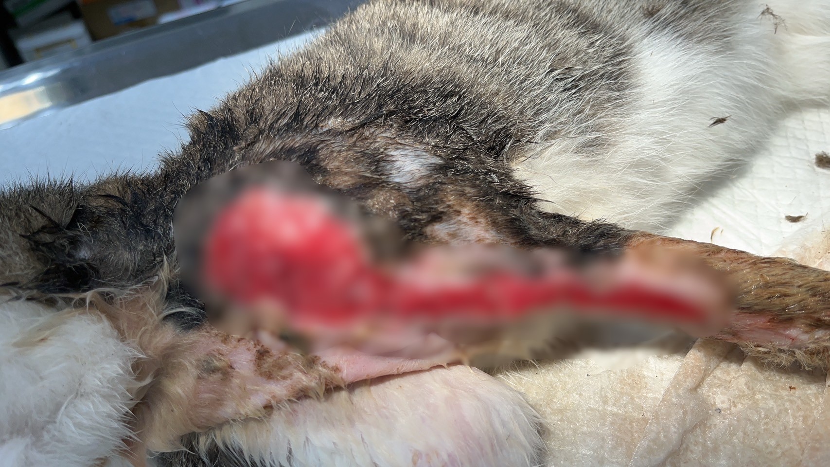 街頭驚見「洞洞貓」，新北動保處即刻救援！ 圖片集錦，共 6 張